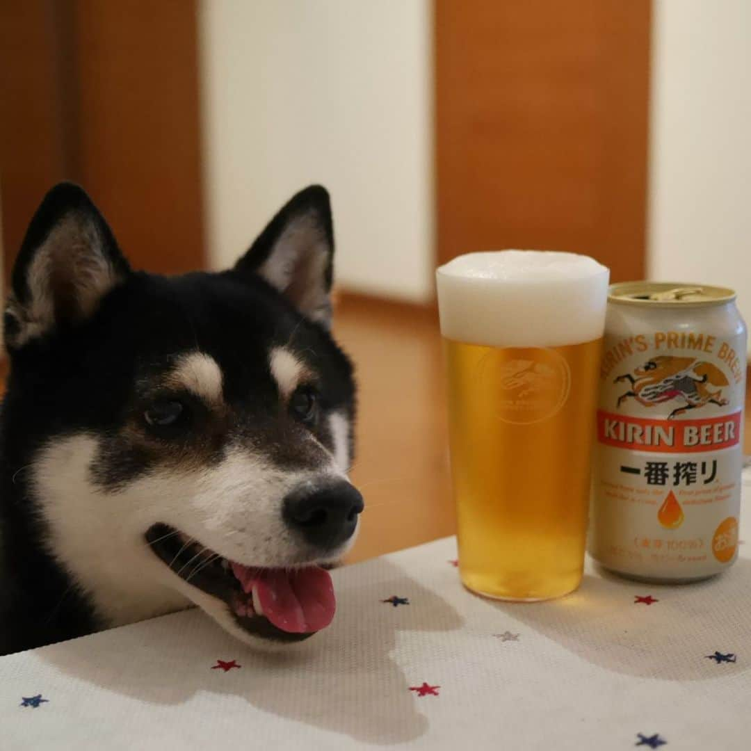 くろさんのインスタグラム写真 - (くろInstagram)「台風も過ぎ去ったので豆の夜んぽして🍺 #目線の先にはおやつ #一番搾り #キリン一番搾り #キリンビール #麒麟麦酒 #うすはりグラス #うすはりLimitedEdition #松徳硝子 #松徳硝子うすはり #麒麟麦酒工場土産 #黒柴 #柴犬 #和犬 #日本犬 #ふわもこ部 #ふわもこ部わんこ #ふわもこ部ワンコ #わんこのいる暮らし #わんこと一緒 #わんことの生活 #わんこと暮らす #柴犬と一緒 #柴犬のいる暮らし #柴犬のいる生活 #わんダフォ #わんだふるjapan #👅🍺」10月13日 0時00分 - m6bmw