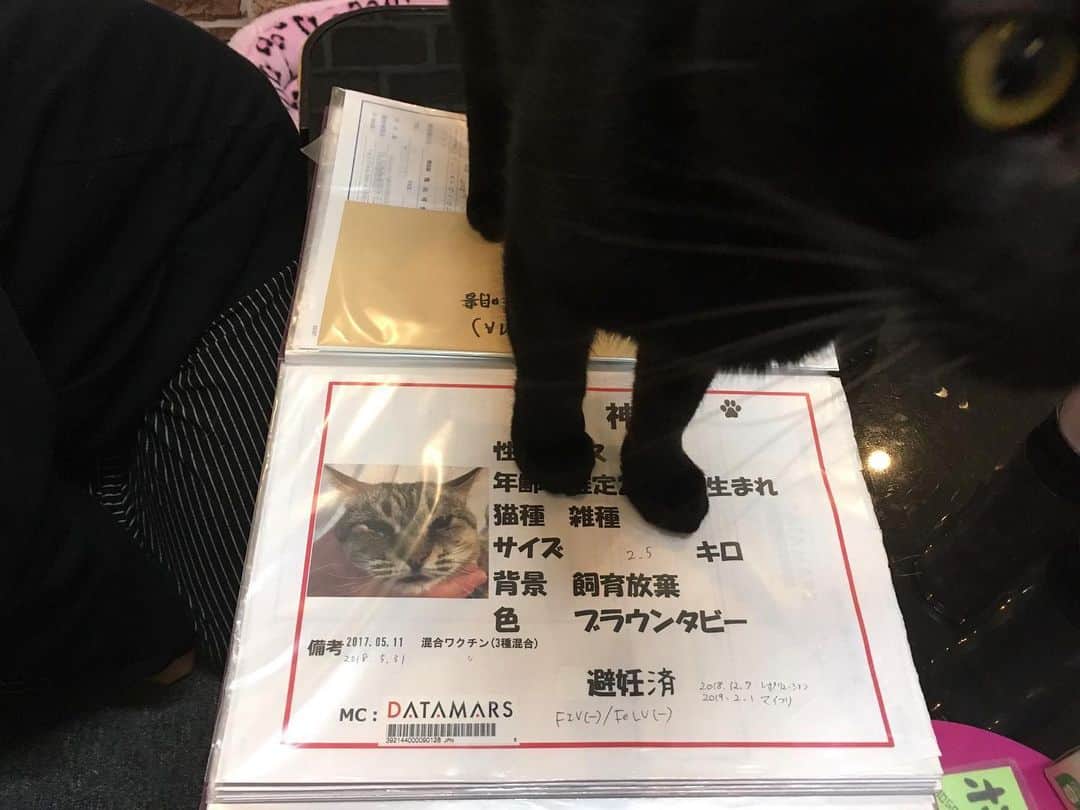 福山理子さんのインスタグラム写真 - (福山理子Instagram)「殺処分ゼロ支援 #殺処分ゼロを目指して #2018年大阪 #保護犬カフェ #保護猫カフェ」10月13日 0時11分 - rikofukuyama