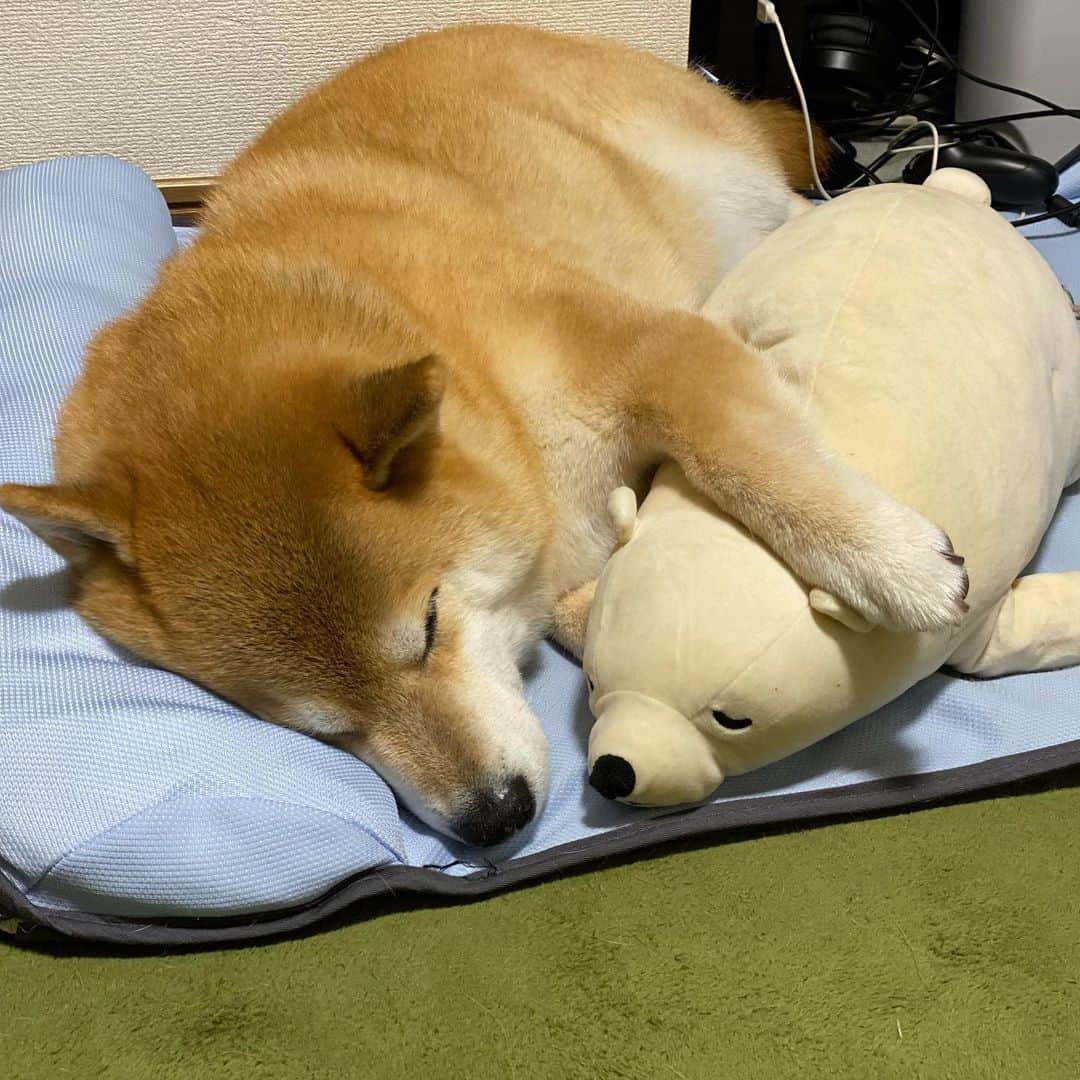 まる（まるたろう）さんのインスタグラム写真 - (まる（まるたろう）Instagram)「Good night!✨🐶💤✨どうやらピークは過ぎたみたい。今から東北方面の人達気をつけてね #怖かった #風がビュンビュン #朝起きて大変な事になってなければ良いけど #みんな無事かな」10月13日 0時15分 - marutaro