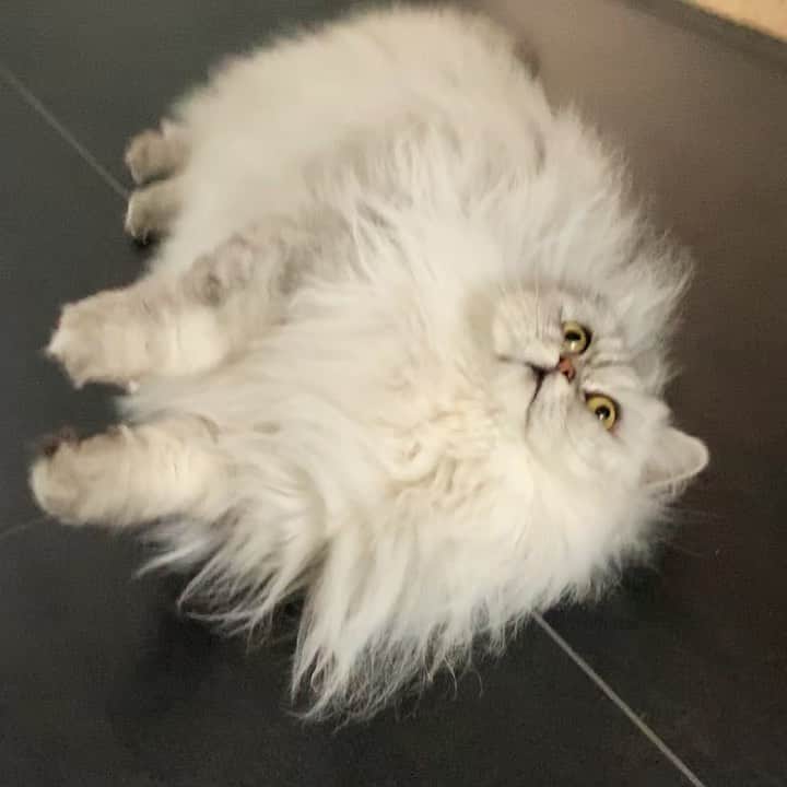 Milkshake the Catのインスタグラム：「Floored floof.」