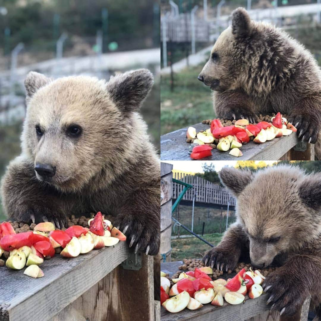 Bearsのインスタグラム：「Cutely cute Andri who's living at @bear_sanctuary_prishtina 🐻 ♥」