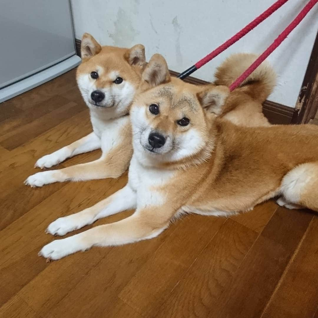 柴犬たま Shibainu Tamaさんのインスタグラム写真 - (柴犬たま Shibainu TamaInstagram)「* 台風到来から一夜明け、各地の被害状況が明らかになり、その被害の大きさに言葉がありません。 被災された皆様におかれましては、未だ停電・断水や救出活動・復旧作業が続く状況ですが、一日でも早く従来の生活が戻りますよう心よりお祈り申し上げます。 * #柴犬たま #たママ #たま家族 #柴犬ミケ #妊婦ミケ #柴犬 #shiba #shibainu #shibastagram #犬 #dog #多頭飼い」10月13日 13時41分 - tama7653