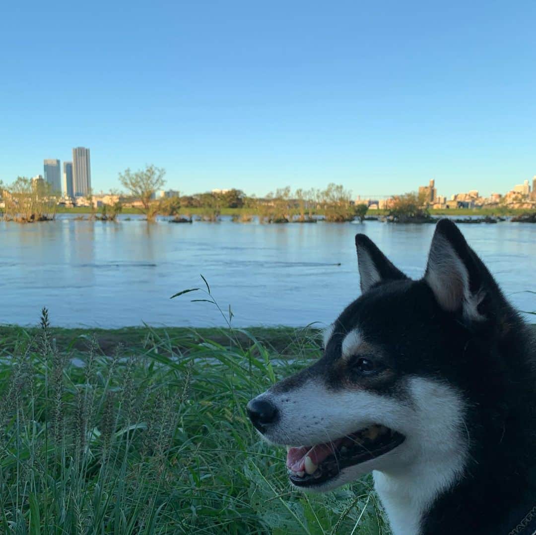 のインスタグラム：「朝んぽ🐾 水は引いてきましたが河川敷をお散歩できるのはいつになるやら？ 普段は途中に見える木のところまでが河川敷です。 自然の脅威恐るべし。 #台風19号の爪跡 #台風19号のつめ跡 #台風19号 #台風19号の影響 #多摩川河川敷 #多摩川河川敷水没」
