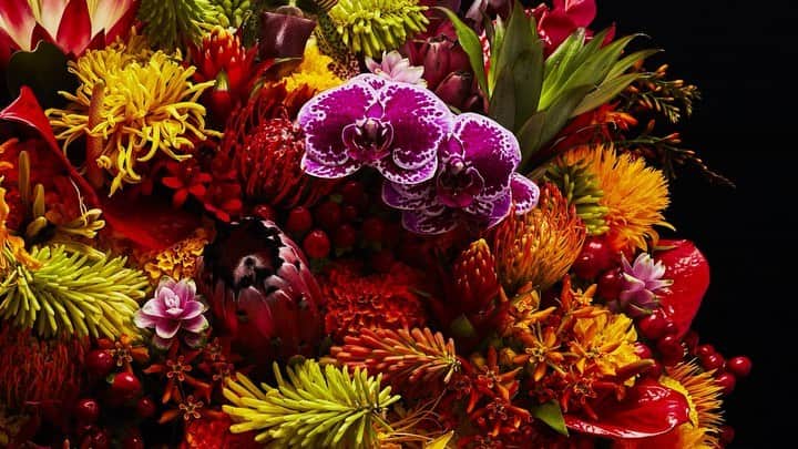 椎木俊介のインスタグラム：「Flowers  #azumamakoto #makotoazuma #shiinokishunsuke #amkk #amkkproject #flowers #flowerart #東信 #東信花樹研究所 #花  #timelapse #60秒 #60s」