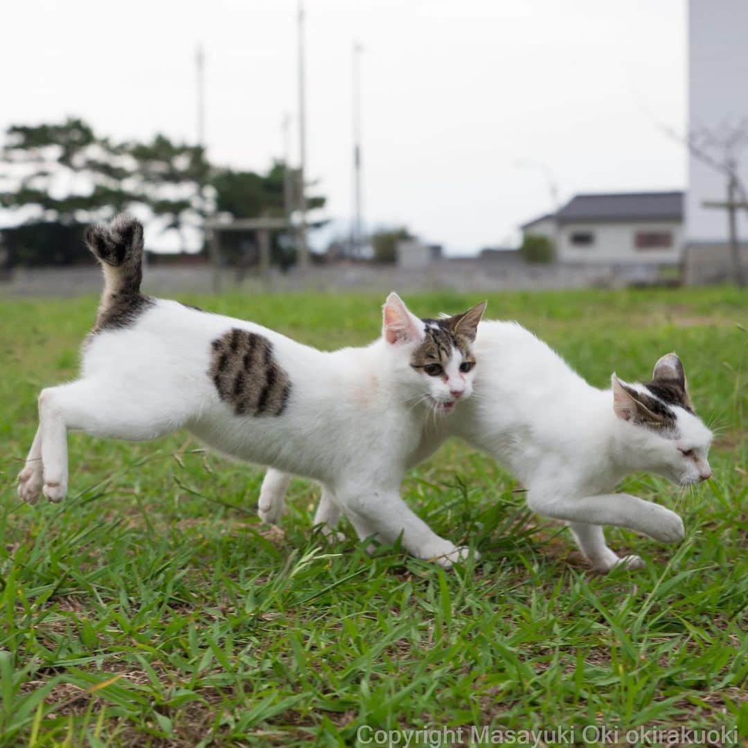 Masayukiさんのインスタグラム写真 - (MasayukiInstagram)「ともに走る。  おはようございます。 Good morning from Tokyo Japan ☀️ #cat #ねこ」10月13日 7時21分 - okirakuoki
