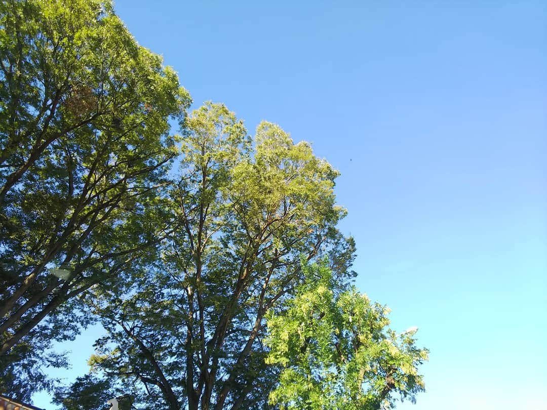 土屋太鳳さんのインスタグラム写真 - (土屋太鳳Instagram)「おはようございます。 東京の、私が暮らす地域の上には あざやかな青空がやってきました。 日射しは強いし 風もまだ強いから 写真を撮ると木の枝や葉がぶれるけれど、 秋の空です。 日本の四季の秋のおだやかさが どうか台風を少しでもやわらげますよう。 影響が強く残る地域や受ける地域はとても多く、 これからも緊張や心配が続くかたも 本当に多いと思います。 引き続き安全第一で、 どうかどうかどうか、お大事にしてください…！ 願いながら祈りながら、お仕事へ向かいます。 いってきます！」10月13日 8時04分 - taotsuchiya_official