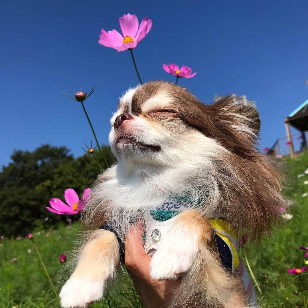 kayoのインスタグラム：「* * 昨日は台風の風が強くて外に出れなかった😣🌪 * * 今日は台風一過☀️ * * Lychee💗🌸 * * #コスモス #秋桜 * #chihuahua#chihuahualove#dogstgram#dog#instadog#チワワ#チワワ大好き * *」