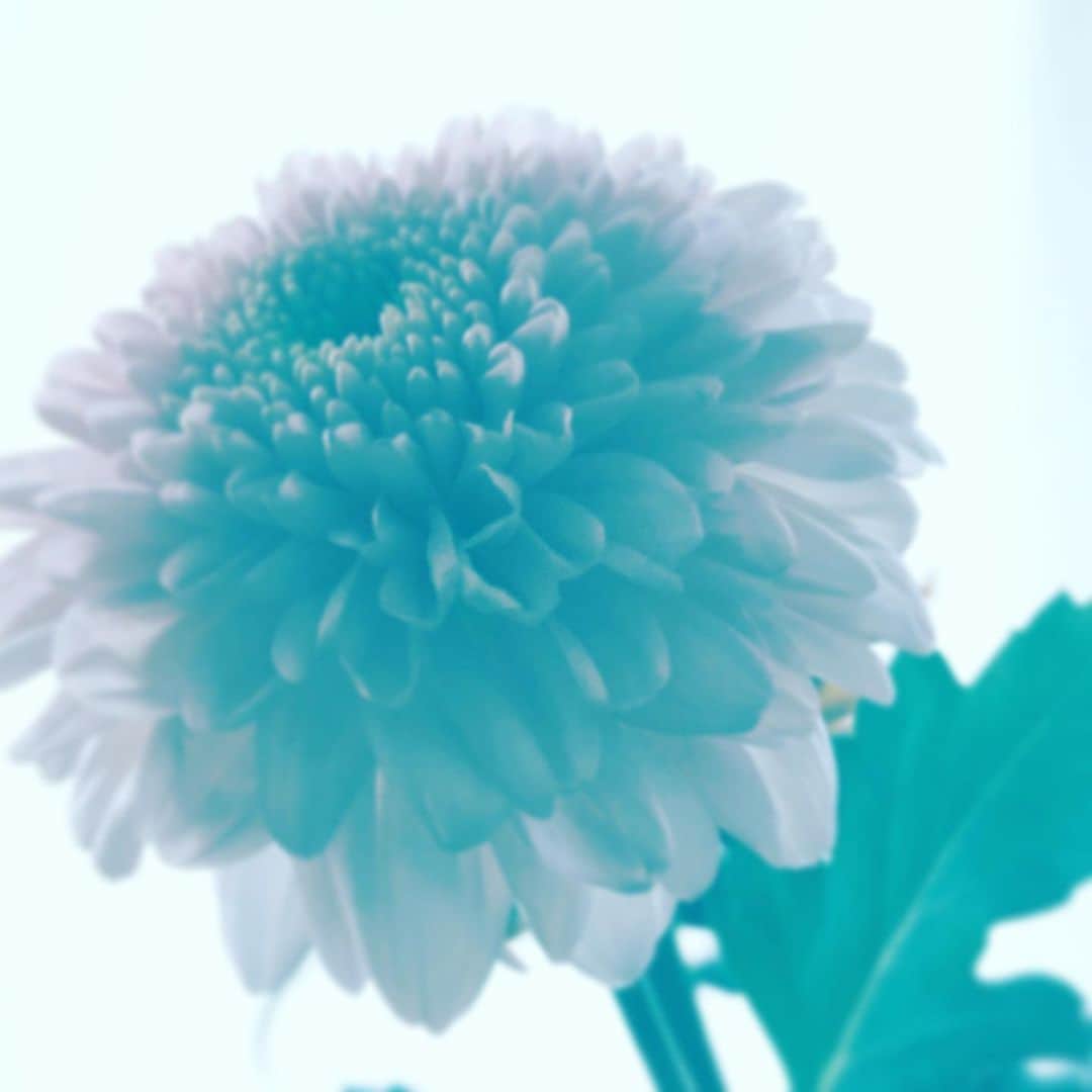 中野敬久さんのインスタグラム写真 - (中野敬久Instagram)「#flower #flowersoflife #sunday #wishing #safe」10月13日 10時18分 - hirohisanakano