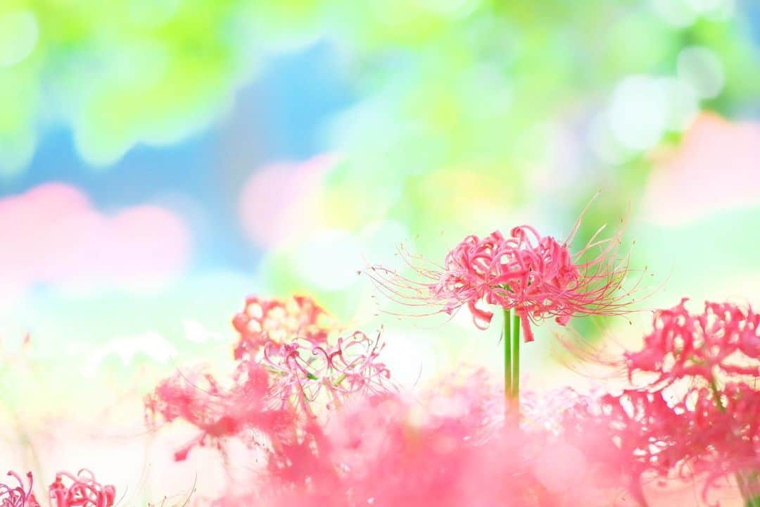 kiccyomuのインスタグラム：「☀️ 2019.10.13 Sun #心に花を 爽やか背景の #曼珠沙華 * 台風🌀　台風一過☀️ こちらは特に被害も無く無事です 前の15号の方が、風が酷かった😅 ただ、ニュースでは、 大雨で川の氾濫が…辛い 早く、元の生活に戻れますように🙂 * 今日も元気に🤗 * location #埼玉 #日高  #巾着田 撮影 10月2日」