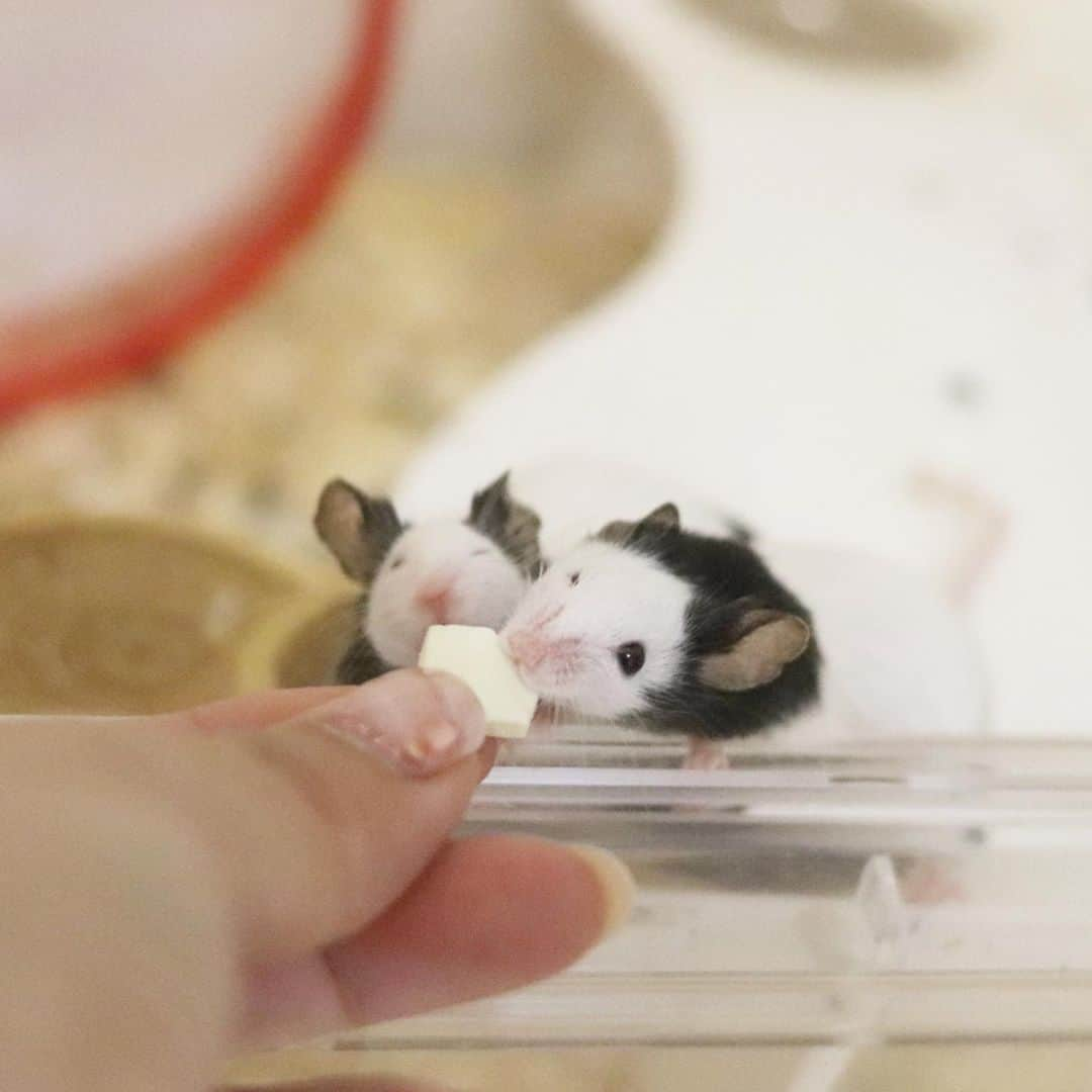 hamster_mocoさんのインスタグラム写真 - (hamster_mocoInstagram)「おとーふ大好きっ😋🙌🏼🐼🐼🎶 ･ 首を伸ばして一生懸命オネダリするサケちゃんとツナちゃんが愛おしい😂💓 ☺︎︎ 【あさひ家の小動物カレンダー2020🐹🐾予約販売中】 プロフィール @asahi.fl  のオリジナルカレンダー販売サイトからご予約頂けます🤗来年のカレンダーのご準備がまだの方はぜひよろしくお願いします😘 ☺︎︎ 昨日の台風怖かったですね😭 皆さんご無事ですか🥺？ ･ 石川県は大きな被害もなく穏やかな朝を迎えています。静かすぎてちょっと寝坊しちゃったし😅💦 ･ 被害に遭われた地方ではまだ停電が続いている所もあるとニュースで見ました。浸水被害もあったりと…これからが大変かと思いますが頑張ってください😭🙌🏼 2019.10.13 ☺︎︎ ︎︎#パンダマウスおにぎり三姉妹#パンダマウス#パンダマウス向上委員会#パンダマウスのいる生活#ネズミ#ふわもこ部 #モフモフ#ペット#小動物 #mouse#pandamouse#happy_pets#PET_OF_OUR_WORLD#igersjp#ig_japan#instapet#weeklyfluff#kawaii#cute#팬다무스」10月13日 11時20分 - asahi.fl