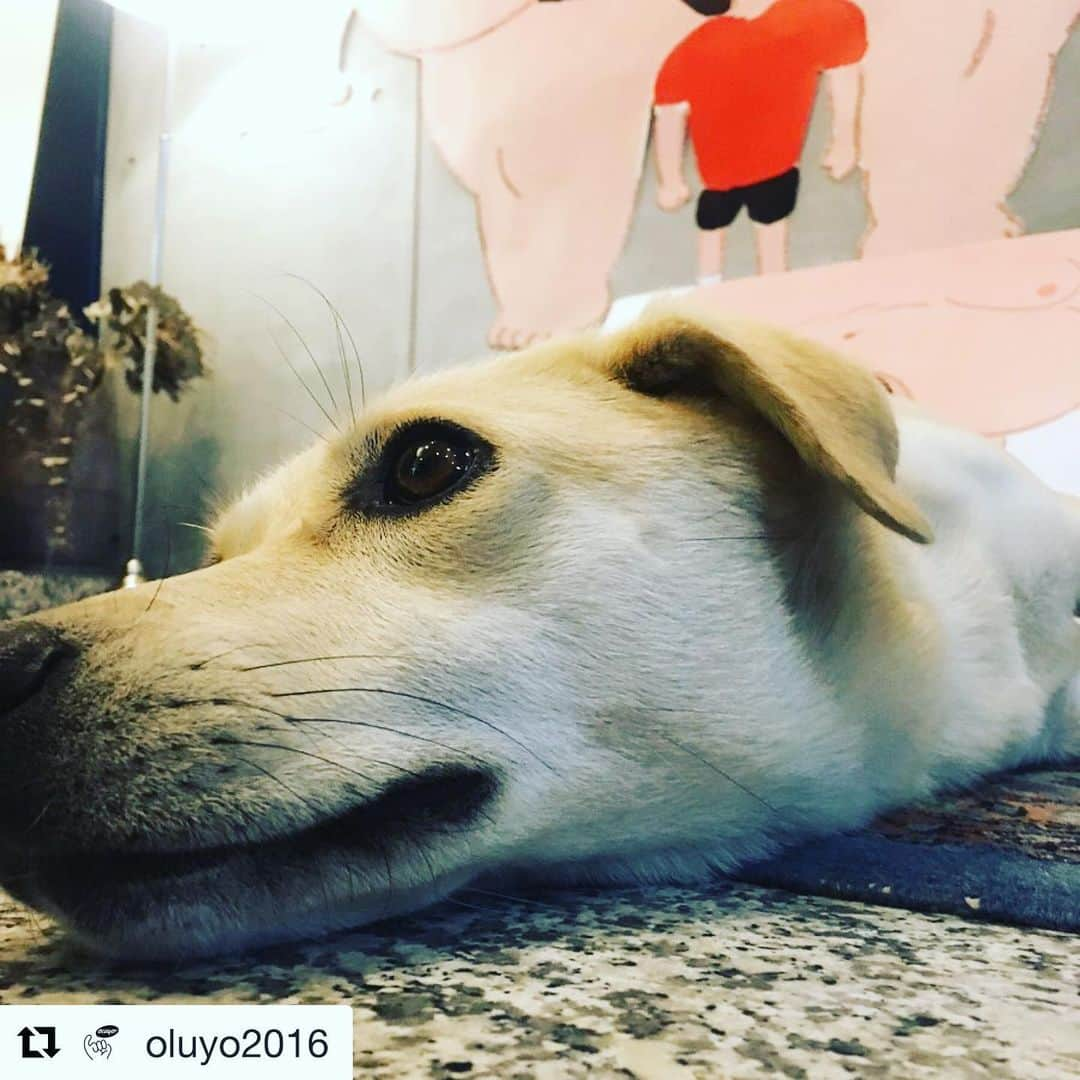 福岡晃子さんのインスタグラム写真 - (福岡晃子Instagram)「本日合わせて、残り2日です🐕 #Repost @oluyo2016 with @get_repost ・・・ 本日で11日目！ 「徳島にたぷの里がOLUYO! ～藤岡拓太郎 原画展〜」 本日もオープンいたしました。徳島は台風の被害は比較的少なかったようですが、全国的には甚大な被害が出ていてとても心配です。  たぷの里が徳島にOLUYOのも今日をいれて残りあと2日となってしまいました。 みなさん、たぷ の体験はお済みでしょうか？ 「たぷの里」の藤岡さんのアイディアノート は必見のこと、原画ならではの質感、タイトルが変わってるところ、修正されている箇所など、原画を見なければ知らなかったことが沢山あり、こちらも必見。 ぜひぜひお見逃しのないよう、OLUYOへ お立ち寄りくださいませ。  本日も18:00まで営業中。 お待ちしております♪ ---------------------- 「徳島にたぷの里がOLUYO! ～藤岡拓太郎 原画展～」 10/2～10/14（10/8は休み) OPEN 12:00  CLOSE  18:00 入場無料 ---------------------- #OLUYO #徳島 #徳島にたぷの里がOLUYO！ #藤岡拓太郎原画展  #たぷの里  #夏がとまらない #oluyo定番商品sale中」10月13日 12時15分 - akikofukuoka_oluyo