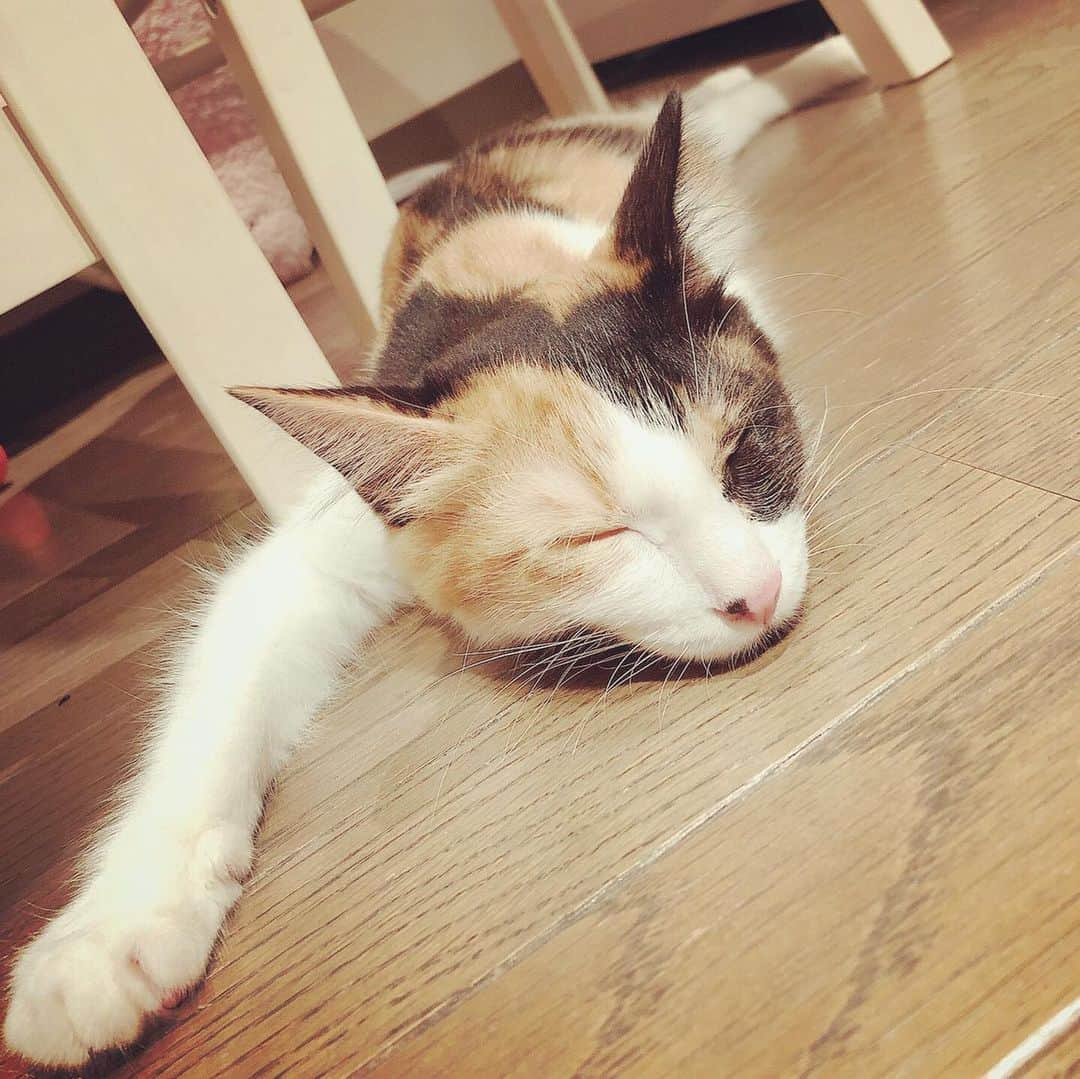 片瀬仁美さんのインスタグラム写真 - (片瀬仁美Instagram)「#保護猫#三毛#５ヶ月#七味ちゃん#天使猫#癒し#猫アレルギーですけど何か#幸せを呼ぶかぎしっぽ#尻尾フサフサ#HiTOMIKATASE」10月13日 12時46分 - hi10383bi