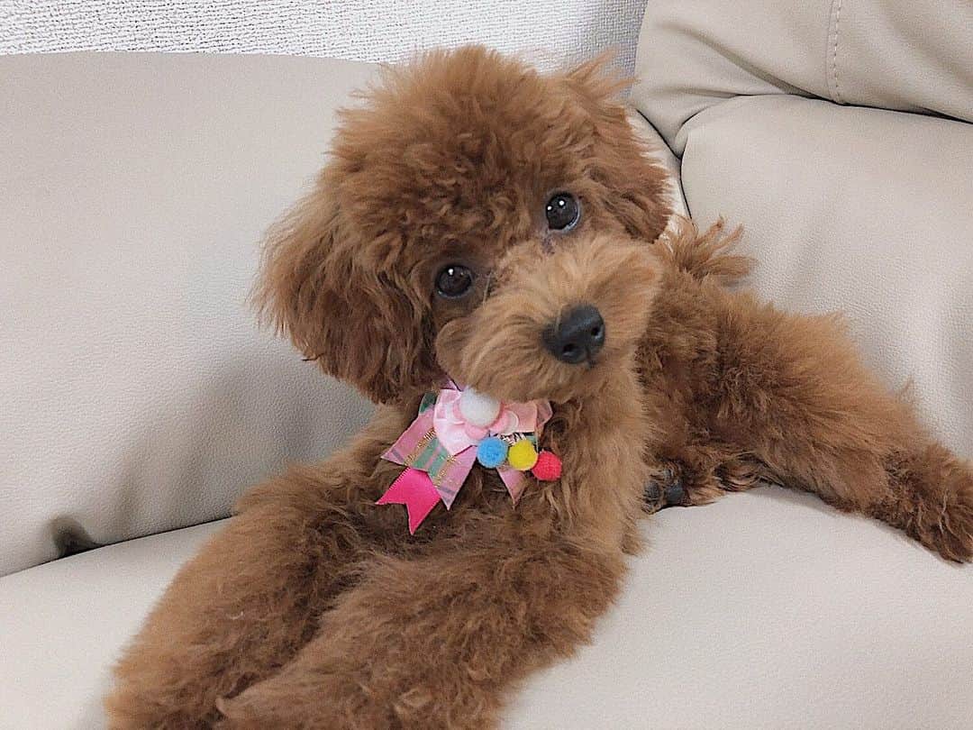 吉田ももみのインスタグラム：「.﻿ あずきの成長記録🐻﻿ ﻿ おうちに来た時は両手におさまるくらい﻿ ちっちゃかったのに最近はどんどん﻿ 大きくなっていってる☺️﻿ ﻿ 歯もはえてきて﻿ 毎日成長してるんだなぁ、﻿ としみじみ🥺❤︎﻿ ﻿ お散歩してたら﻿ 誰にでもついていこうとするくらい﻿ 本当に人懐っこい子😂😂﻿ もっと外に連れて行ってあげたいし﻿ ほかのわんちゃんにも会わせてあげたいなあ😇﻿ ﻿ ﻿ #タイニープードル #トイプードル #わんこ部 #トイプードルレッド #といぷーどる #といぷー #犬スタグラム #instadog #toypoodle #poodlelife #poodlelove #poodlelove」