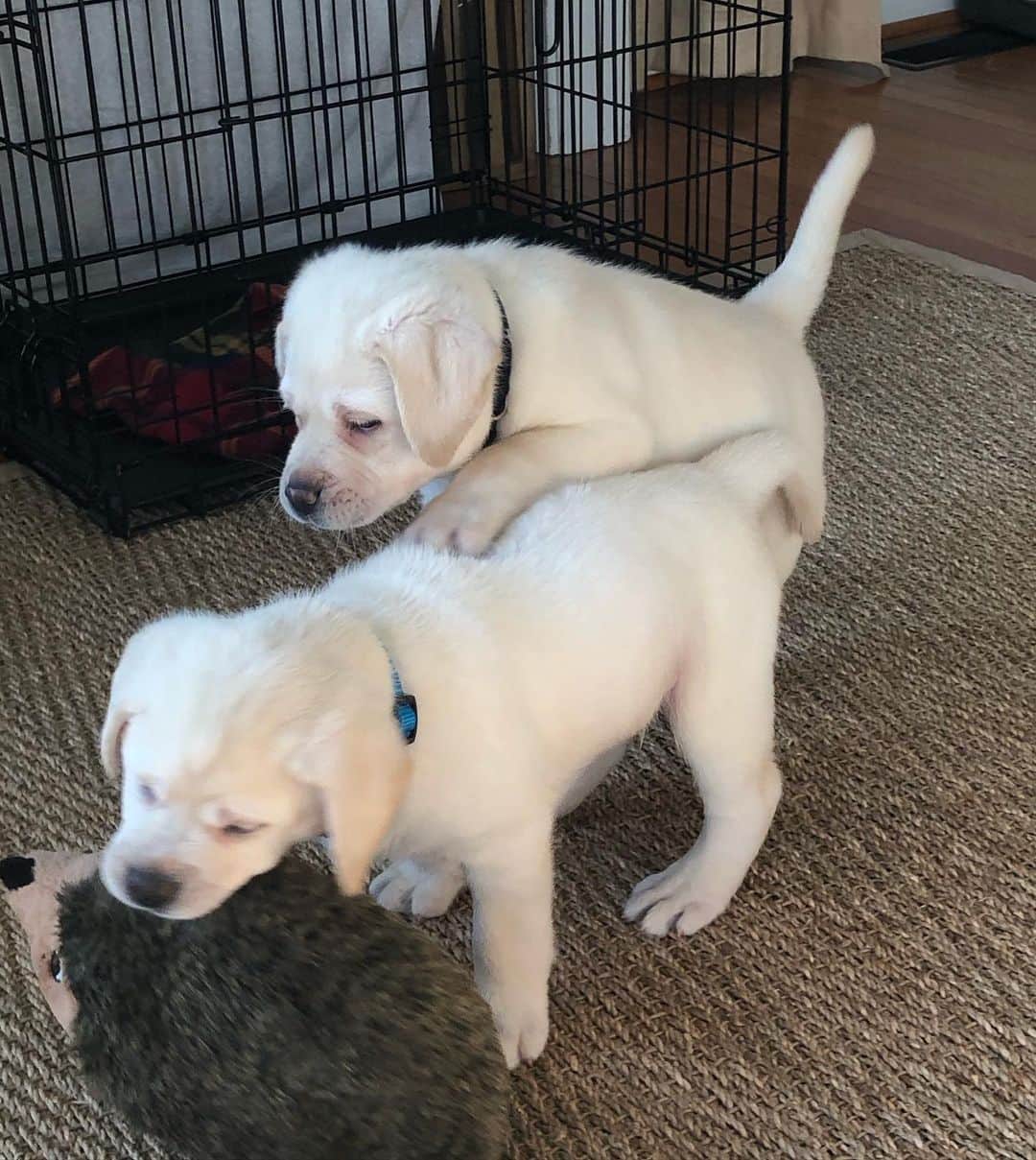 Huckさんのインスタグラム写真 - (HuckInstagram)「Added 2 more members to our lab family!!! Welcome George and “undecided” 🐾❤️ . . . . . . . . #talesofalab #talesofalabpuppy #newpuppyalert #fab_labs_ #thelablove_feature #labrador_class #englishlabs #puppiesofinsta #worldofmylab #lovemynewbrothers」10月13日 22時39分 - yellow_lab_named_huck