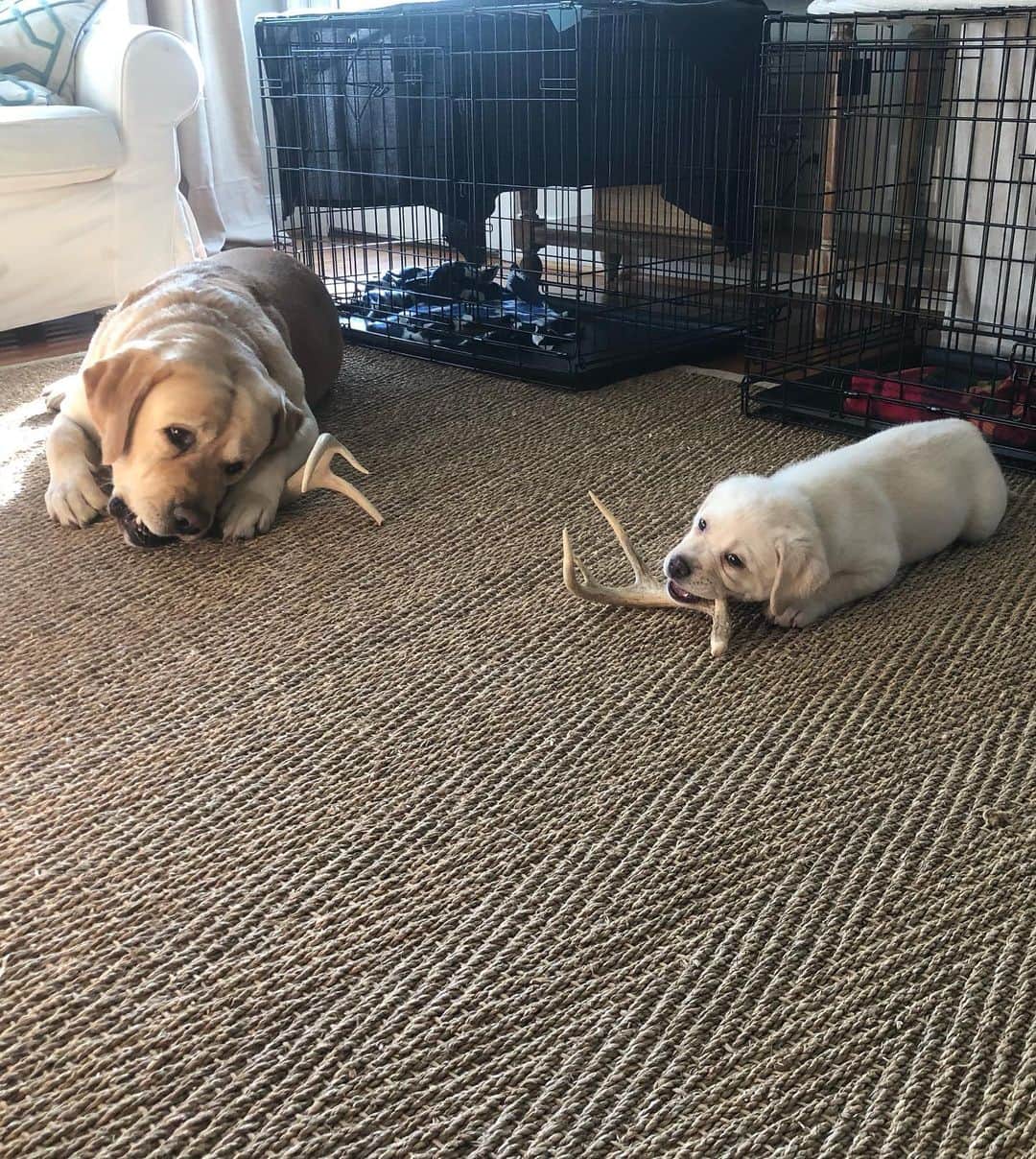 Huckさんのインスタグラム写真 - (HuckInstagram)「Added 2 more members to our lab family!!! Welcome George and “undecided” 🐾❤️ . . . . . . . . #talesofalab #talesofalabpuppy #newpuppyalert #fab_labs_ #thelablove_feature #labrador_class #englishlabs #puppiesofinsta #worldofmylab #lovemynewbrothers」10月13日 22時39分 - yellow_lab_named_huck
