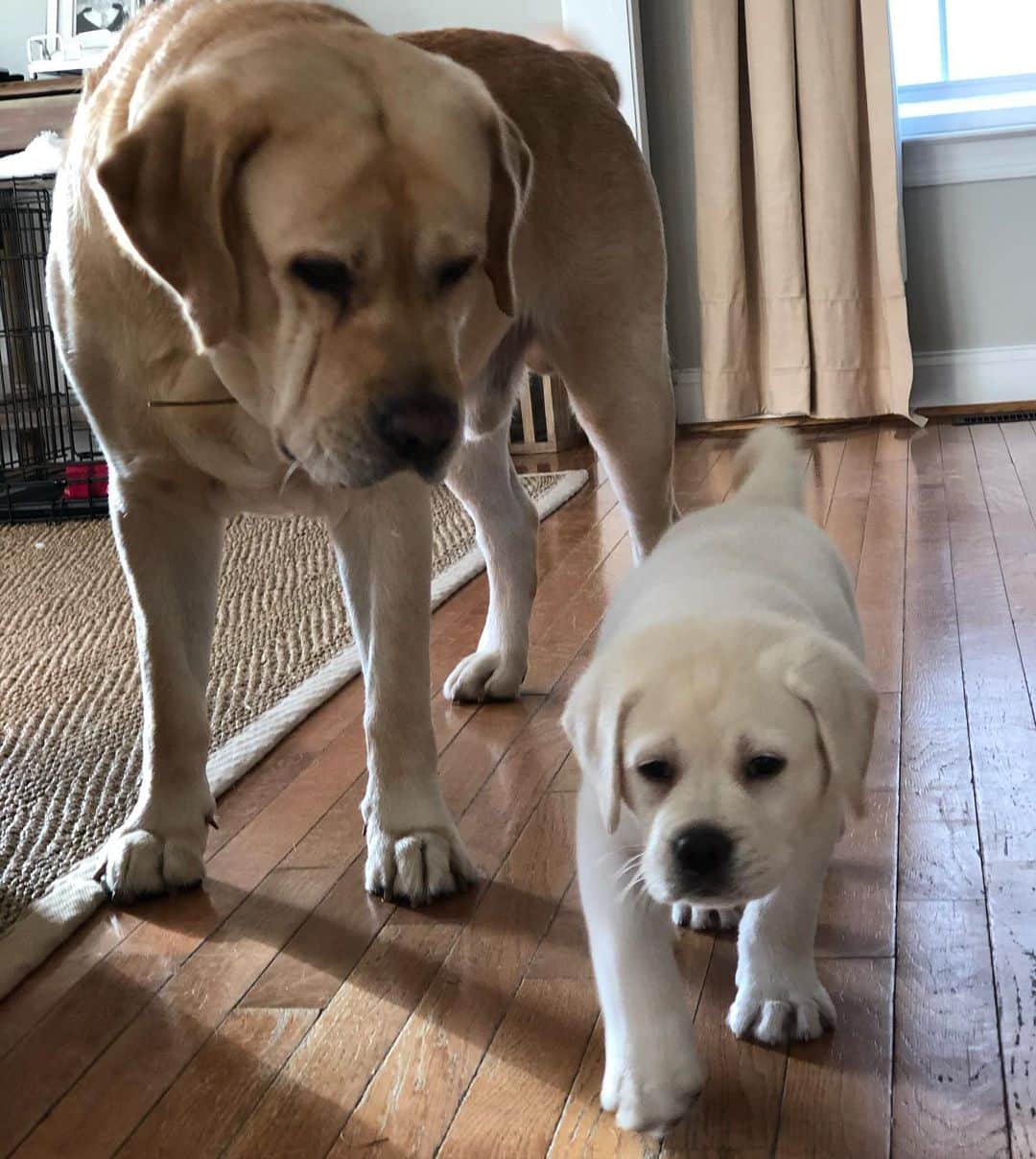 Huckさんのインスタグラム写真 - (HuckInstagram)「Added 2 more members to our lab family!!! Welcome George and “undecided” 🐾❤️ . . . . . . . . #talesofalab #talesofalabpuppy #newpuppyalert #fab_labs_ #thelablove_feature #labrador_class #englishlabs #puppiesofinsta #worldofmylab #lovemynewbrothers」10月13日 22時39分 - yellow_lab_named_huck