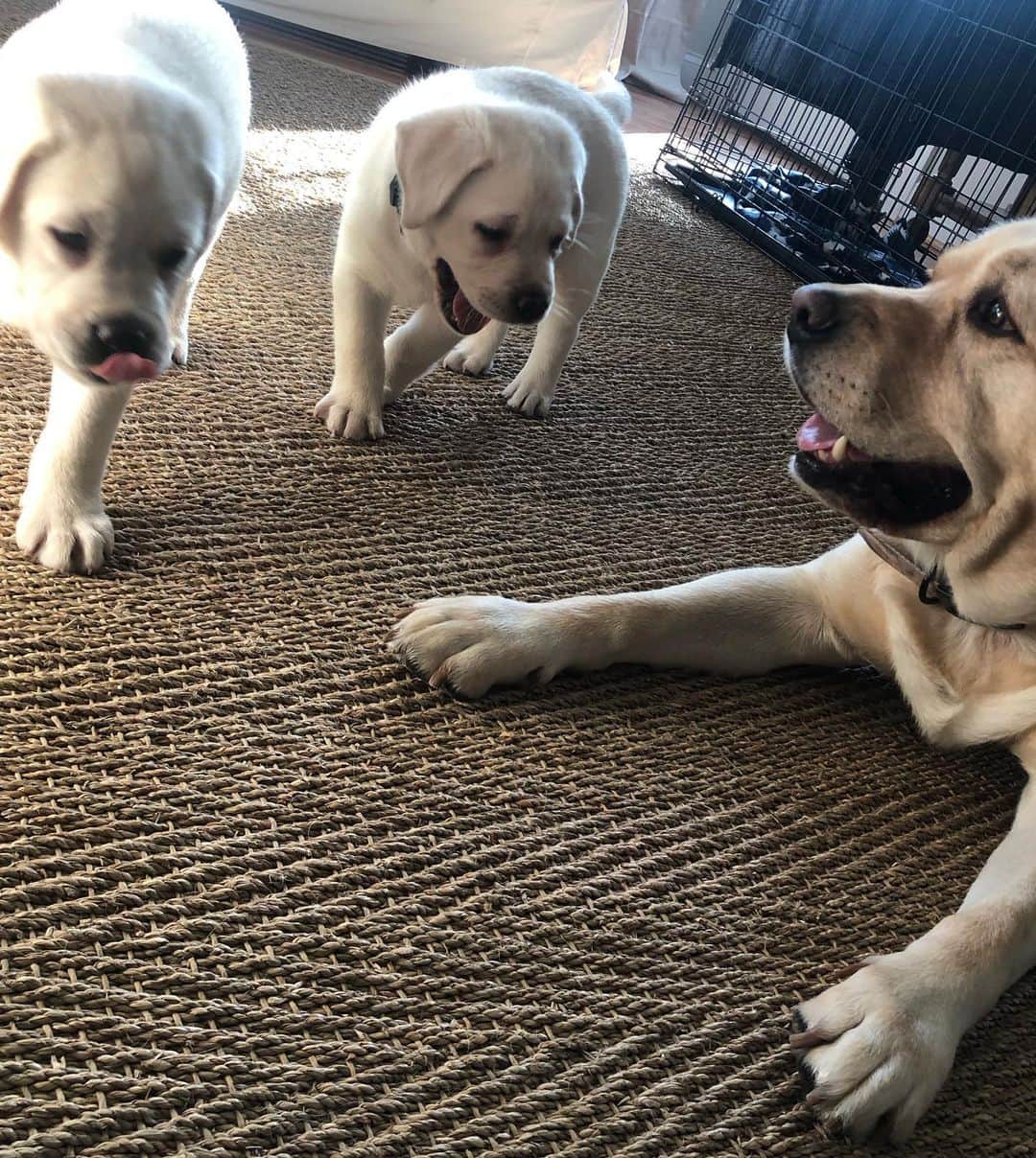 Huckさんのインスタグラム写真 - (HuckInstagram)「Added 2 more members to our lab family!!! Welcome George and “undecided” 🐾❤️ . . . . . . . . #talesofalab #talesofalabpuppy #newpuppyalert #fab_labs_ #thelablove_feature #labrador_class #englishlabs #puppiesofinsta #worldofmylab #lovemynewbrothers」10月13日 22時39分 - yellow_lab_named_huck