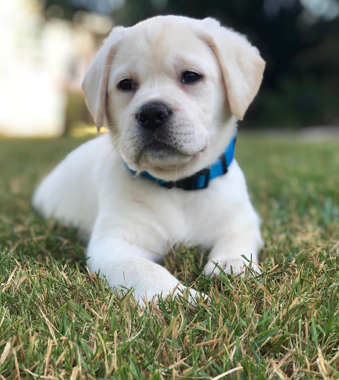 Huckのインスタグラム：「Added 2 more members to our lab family!!! Welcome George and “undecided” 🐾❤️ . . . . . . . . #talesofalab #talesofalabpuppy #newpuppyalert #fab_labs_ #thelablove_feature #labrador_class #englishlabs #puppiesofinsta #worldofmylab #lovemynewbrothers」