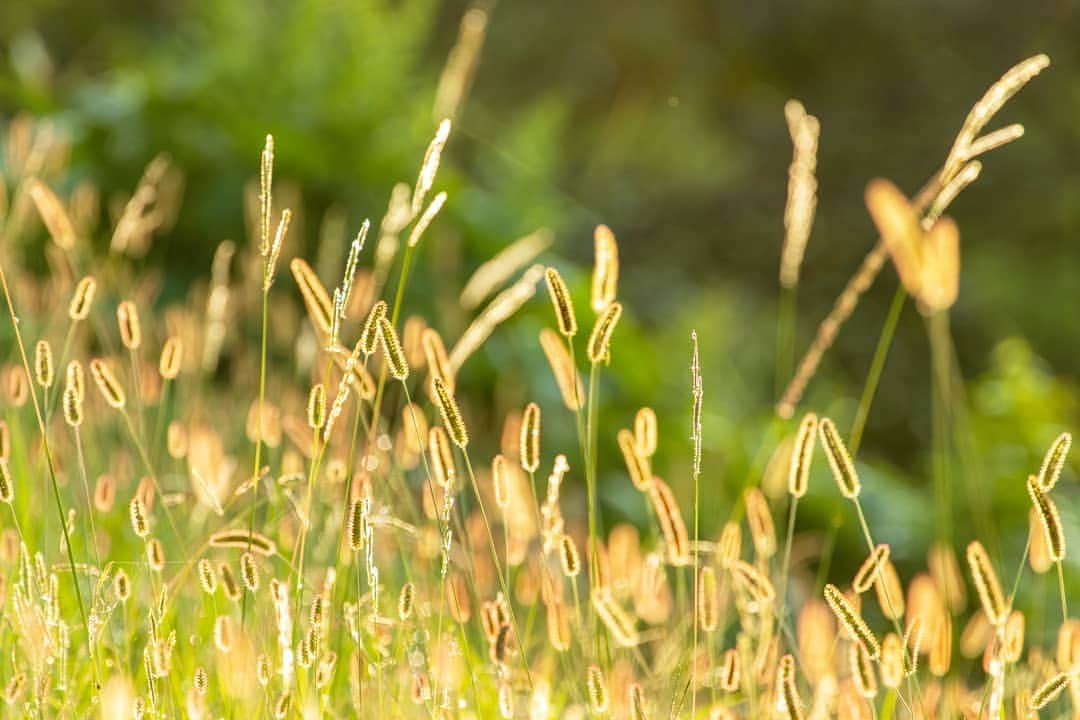 鹿児島よかもん再発見さんのインスタグラム写真 - (鹿児島よかもん再発見Instagram)「朝陽に照らされたエノコログサ(^-^)/ 朝陽や夕陽が美しい季節になりましたね  特別な場所じゃなくても、魅力的な瞬間が色んな場所で見られる季節  鹿児島も短い秋がはじまっています。。 #鹿児島 #エノコログサ #陽光 #雑草 #何気ない瞬間」10月13日 23時09分 - kagoshimayokamon