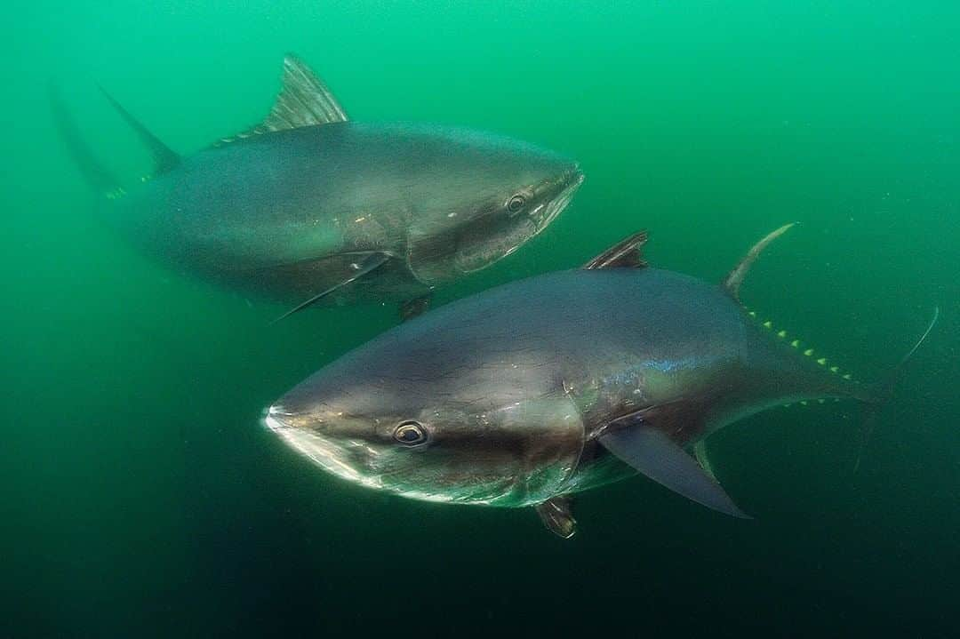 ナショナルジオグラフィックさんのインスタグラム写真 - (ナショナルジオグラフィックInstagram)「Photo by Brian Skerry @brianskerry | A pair of Atlantic bluefin tuna, each weighing perhaps 1,000 pounds, swim in the chilly waters of Canada's Gulf of St. Lawrence. Bluefin possess incredible biology. They continue to grow their entire lives, swim faster than torpedoes, crisscross the ocean each year, and generate heat in their bodies, allowing them to swim into cold waters to feed. Revered for centuries, their stocks have now dwindled. Follow @BrianSkerry to see more wildlife in the sea and to read the stories behind the photos. #bluefintuna #tuna」10月13日 15時39分 - natgeo