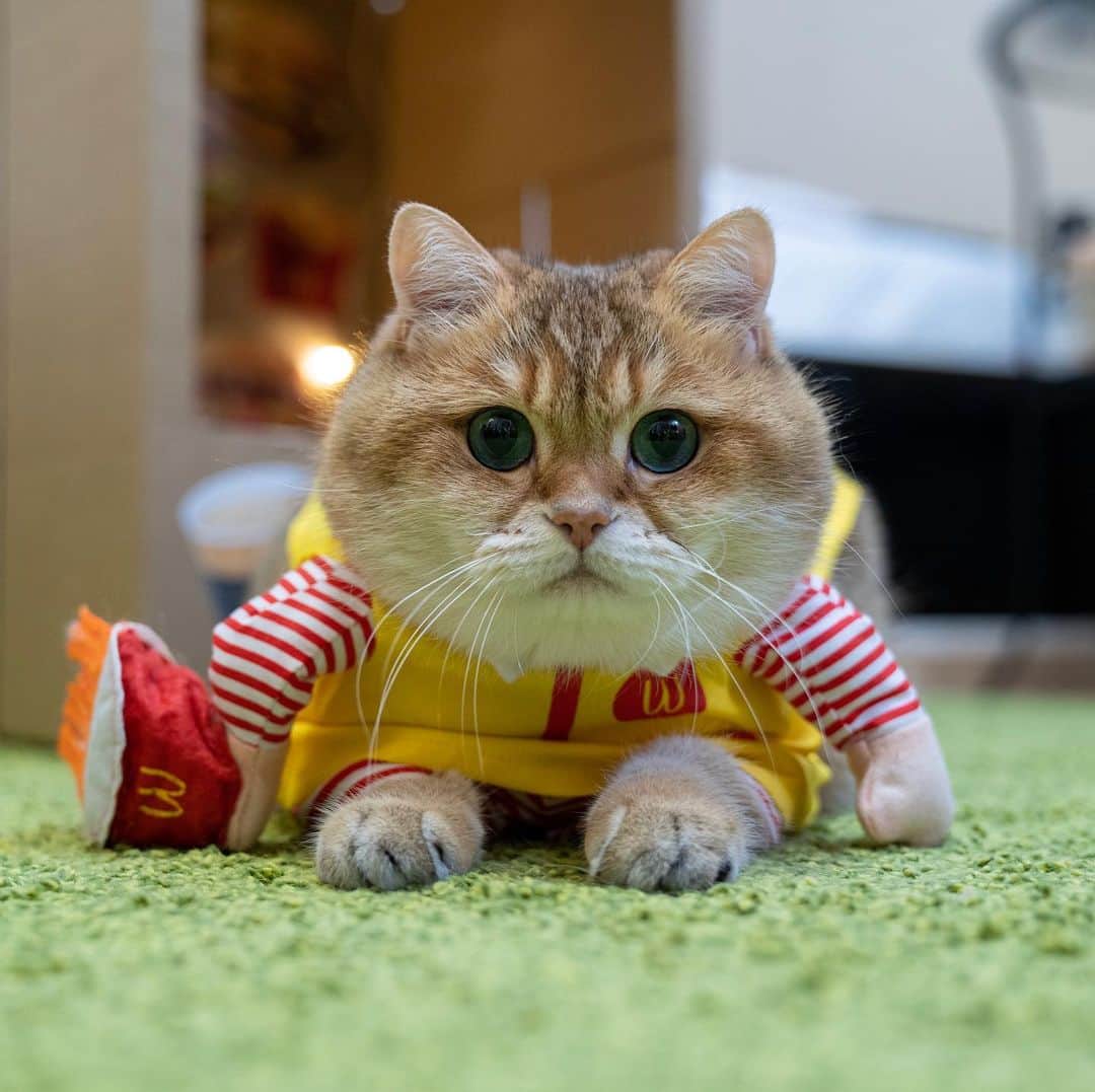 Hosicoさんのインスタグラム写真 - (HosicoInstagram)「You know, this is just a freelance job 🍟」10月13日 17時56分 - hosico_cat