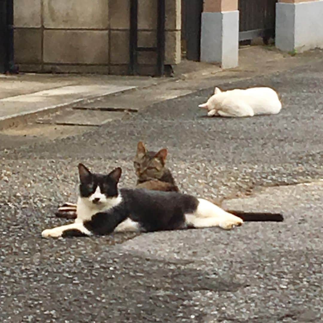 yamanekoさんのインスタグラム写真 - (yamanekoInstagram)「散歩中、良く挨拶する近所の猫の皆さん。良かった。昨日は大変でしたね、心配していました。」10月13日 18時47分 - yamaneko5656