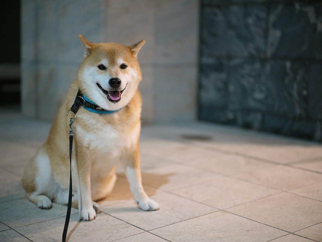 まる（まるたろう）さんのインスタグラム写真 - (まる（まるたろう）Instagram)「Cheer up, don’t cry. Pray for Japan! ✨🐶🇯🇵✨みんな！元気出していこっ #大丈夫 #なんとかなる #取り急ぎ笑っとこ #ビクトリーロード #この道 #ずっとゆけば #最後は笑える日が来るのさ #ビクトリーロード」10月13日 19時12分 - marutaro