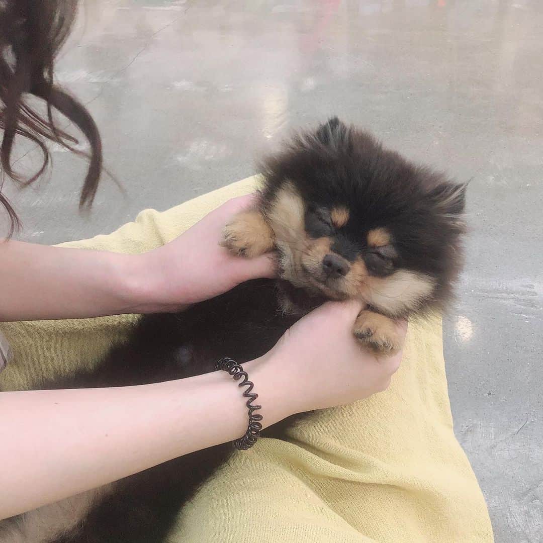 のインスタグラム：「わたしのアイコン🐶 . . #dog #dogcafe #korea #ポメラニアン #ワンワン #アイコン #まだ赤ちゃん #강아지 #귀여운 #포메라니안 #강남카페」