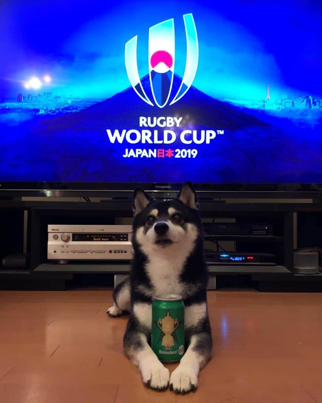 くろさんのインスタグラム写真 - (くろInstagram)「RUGBY WORLD CUP 2019🏉 #豆の応援で日本勝ちました🇯🇵🙌 #豆も気になるぅ #ラグビーワールドカップ2019  #rugbyworldcup2019 #ラグビーワールドカップ2019日本大会 #rugbyworldcup2019japan  #ラグビーワールドカップ日本 #rugbyworldcupjapan #Heineken #ハイネケン #柴犬 #黒柴 #和犬 #日本犬 #shibainu #kuroshiba #ラグビー犬 #日本頑張れ #日本頑張れ🇯🇵 #日本頑張れ🏉 #ファイト一発 #ファイト一発で応援」10月13日 19時27分 - m6bmw