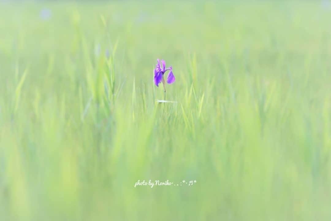 花の写真館のインスタグラム：「Photo by @nonnon.0603.⠀ https://instagram.com/nonnon.0603/⠀ .⠀ Original Post[投稿頂いたURL]⠀ https://www.instagram.com/p/Bi2xp4WlwfD/⠀ .⠀ 本アカウントは、 #私の花の写真 をつけてInstagramに投稿された皆さまの花の写真や、「花の写真館」Facebookページで投稿された花の写真を紹介します。⠀ 「花の写真館」Facebookページは、「 @floral.photograph 」のプロフィールにあるURLからご覧ください。⠀ .⠀ #花の写真館 #floralphotograph #floralphoto #flower #flowers⠀ Follow: @floral.photograph」