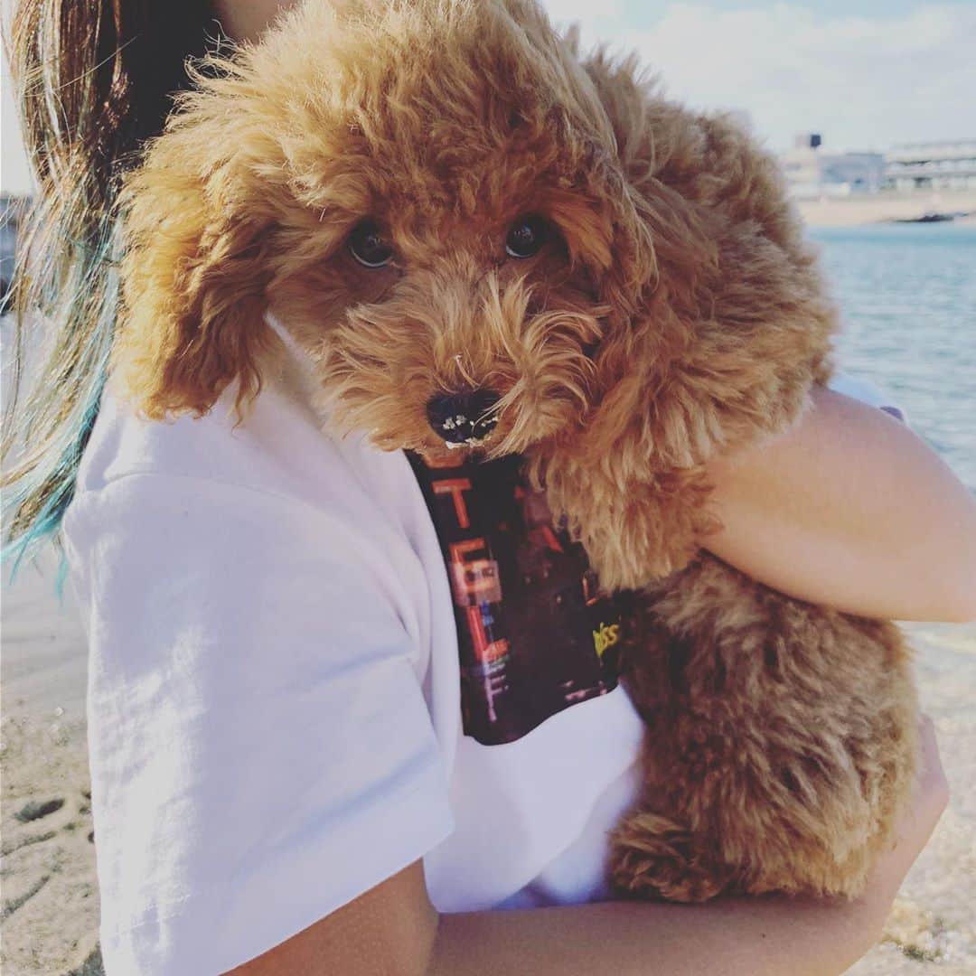 村上沙織さんのインスタグラム写真 - (村上沙織Instagram)「はじめての海。 別になんの反応もなかった…笑。 それよりも風が強い事が怖くてビックリしてました。🐶 #愛犬トッポ」10月13日 20時22分 - rosysaorimonster