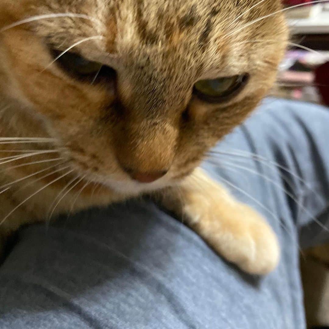 野間美由紀のインスタグラム：「ストーブでホカホカに暖まった猫が膝に来た。」