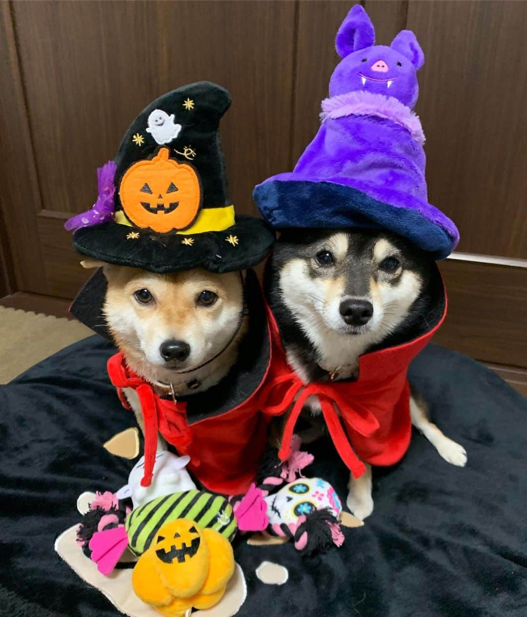 豆柴なつ&ふゆさんのインスタグラム写真 - (豆柴なつ&ふゆInstagram)「Ahead of Halloween🎃👻😆💕 先取りハロウィン🎃👻😆💕 #pecobox  #ハロウィン#halloween #ハロウィン仮装 #halloweencostume #先取り#フライング #黒柴#赤柴#柴犬ライフ#pecoいぬ部 #shiba_snap  #仲良し#わんこ  #柴犬#shiba #shibainu #shibastagram #いぬすたぐらむ #pecoいぬ部 #犬バカ部 #shibainumag_feature #instafollow #dogoftheday  #🐕📷 #theshibasociety #mameshiba  #柴#proudshibas #cutepets #柴犬マニア」10月13日 20時39分 - mameshiba.natsuinu56