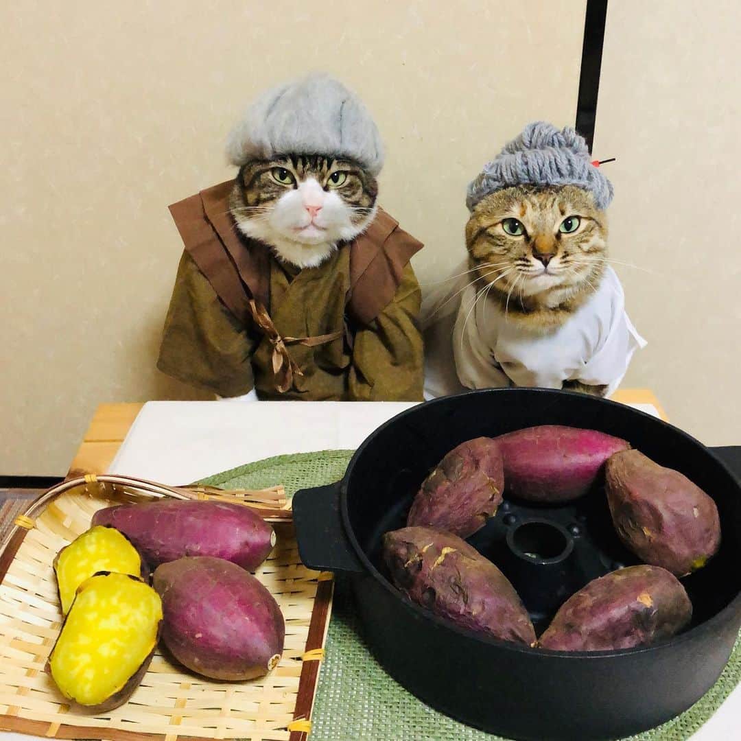 マロさんのインスタグラム写真 - (マロInstagram)「さつまいもの日🍠 October 13 is the day of Sweet potato in Japan. ☆ いつもコメントありがとうございます😸🙏💕 返信出来なくてすみません🙇‍♀️ 全て拝見しています🐾 ☆ Thank you for your kind comments😸🙏💕 I'm sorry that I couldn't reply. ☆ #cat#cats#catsoftheworld#😻 #catsofinstagram#sweetpotato #japaneseculture#ねこ#ネコ #猫#にゃんすたぐらむ#ねこ部 #ふわもこ部#今日は何の日 #さつまいもの日#さつまいも #焼き芋#おじいさん#おばあさん #猫との暮らし」10月13日 20時51分 - rinne172