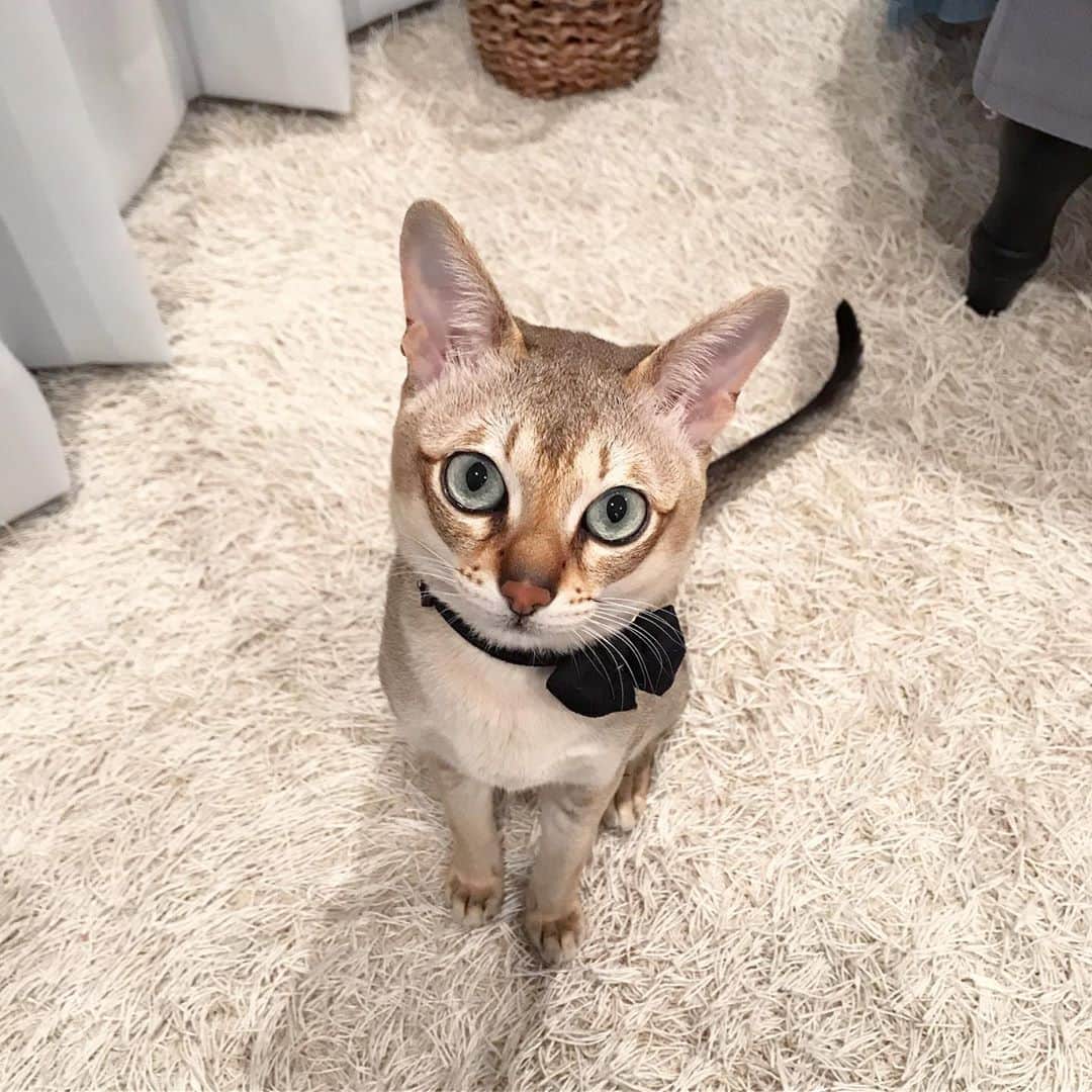 モルト♡Malt(Singapuracat)のインスタグラム：「今回、台風の被害に遭われている方に心よりお見舞い申し上げます。 まだまだ沢山の方が心休まらず過ごしておられると思います。早く日常に戻って穏やかに過ごせる日が来ますように。 * * モルちゃんは朝から甘えん坊で離れたくない！って様子。 だけど昨晩から妹ちゃんが高熱で今朝になって更に熱が上がったので、休日診療所にお世話になってしまいました。(こんな時に診察してくださる先生方に感謝です。) モルちゃんには不安な夜からの寂しいお留守番で、可哀想なことをしてしまった😿 今もママに構って欲しくてずっと足元から見上げられてる👀💕ママは家事が進みません🙈 * *」
