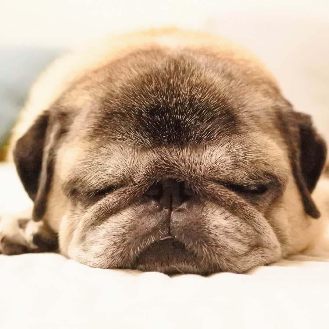 八兵衛のインスタグラム：「nite nite😌 * * 台風により被災されました皆様には 謹んでお見舞い申し上げます。 一日も早い復旧を心よりお祈り申し上げます。 * * 八兵衛は気圧の変化で だいぶ疲れているようでしたので…停電の恐れがほぼなくなった夜中にお灸をしました。 リラックスしたのか ぐぅぐぅ寝息もボリュームup。 * * 今日はぐずらず、 よく寝ています〜😪 * *  #ほぼ黒パグ #おじいちゃん犬 #pug #puggy #puglife #puglove #petstagram #pugstagram #pugsofinstagram #pugs #dog #ふわもこ部  @igersjp #IGersJP #east_dog_japan #pecoイヌ部 #八兵衛 #はちべえ #朝ワンコ夕ニャンコ」
