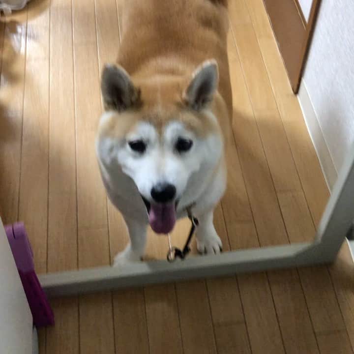 こなつのインスタグラム