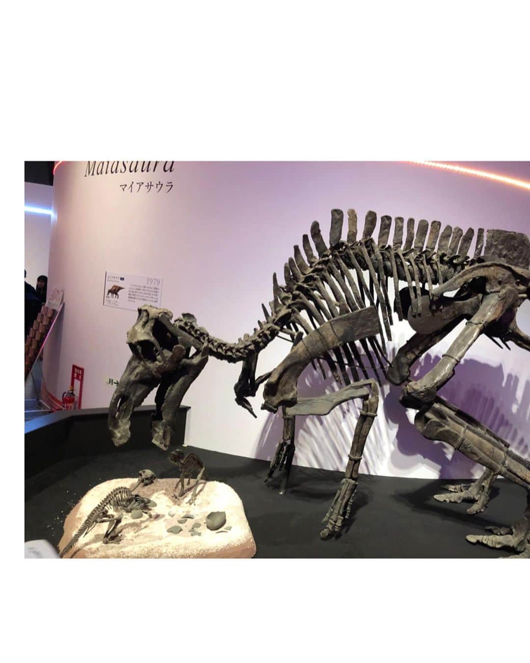 橘ゆりかさんのインスタグラム写真 - (橘ゆりかInstagram)「🍂🌋🦖🦕🐚﻿ ﻿ ﻿ 松方コレクションと展示会はしごしたよ！﻿ #恐竜博2019 行ってきました﻿ ﻿ モデルさんとかが行く展示会じゃないけど笑﻿ 映え骨格と標本がずらりずらりで大迫力でしたー😆﻿ ﻿ こんな巨大生物が太古の世界で闊歩してたなんて…﻿ ﻿ ティラノはやっぱりイケメンだし﻿ タルボサウルスはマンチカンみたいでかわいい笑﻿ ﻿ ﻿ #国立科学博物館﻿ #恐竜博 #ティラノサウルス #タルボサウルス #骨格標本 #恐竜 #橘ゆりか #トップス #ウィルセレクション #デニムコーデ #秋服 #上野 #willselection #thedinosaurexpo」10月13日 21時42分 - yuricalcal