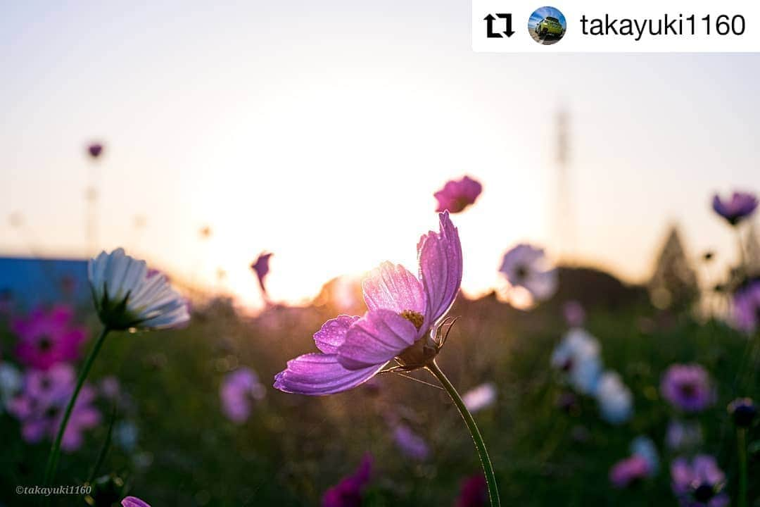 カメラのキタムラさんのインスタグラム写真 - (カメラのキタムラInstagram)「#Repost @takayuki1160 様 • • • • • • #福岡県 #朝倉市  #キリンビール福岡工場  #コスモス園  #はなまっぷ  #team_saiyuki_jp  #ap_japan_  #japan_daytime_view  #deaf_b_j_  #fpアワード  #pixlib_jpn  #yokaphoto  #pixlib_jpn  #kyushuambassador  #キタムラ写真投稿  #wu_japan  #team_jp_ * location福岡県朝倉市 起きる時間間違えた…雲海行こうと思ったのに。。。 仕方がないのでコスモス見に朝倉のキリンビール工場のコスモス園に朝日がのぼってきてキラキラ✨✨しとったです😍 帰りに小森野も見て来たけどまだまだやったです😅 花の撮り方…ふんわり可愛く撮れません…😭」10月14日 9時05分 - camera_kitamura