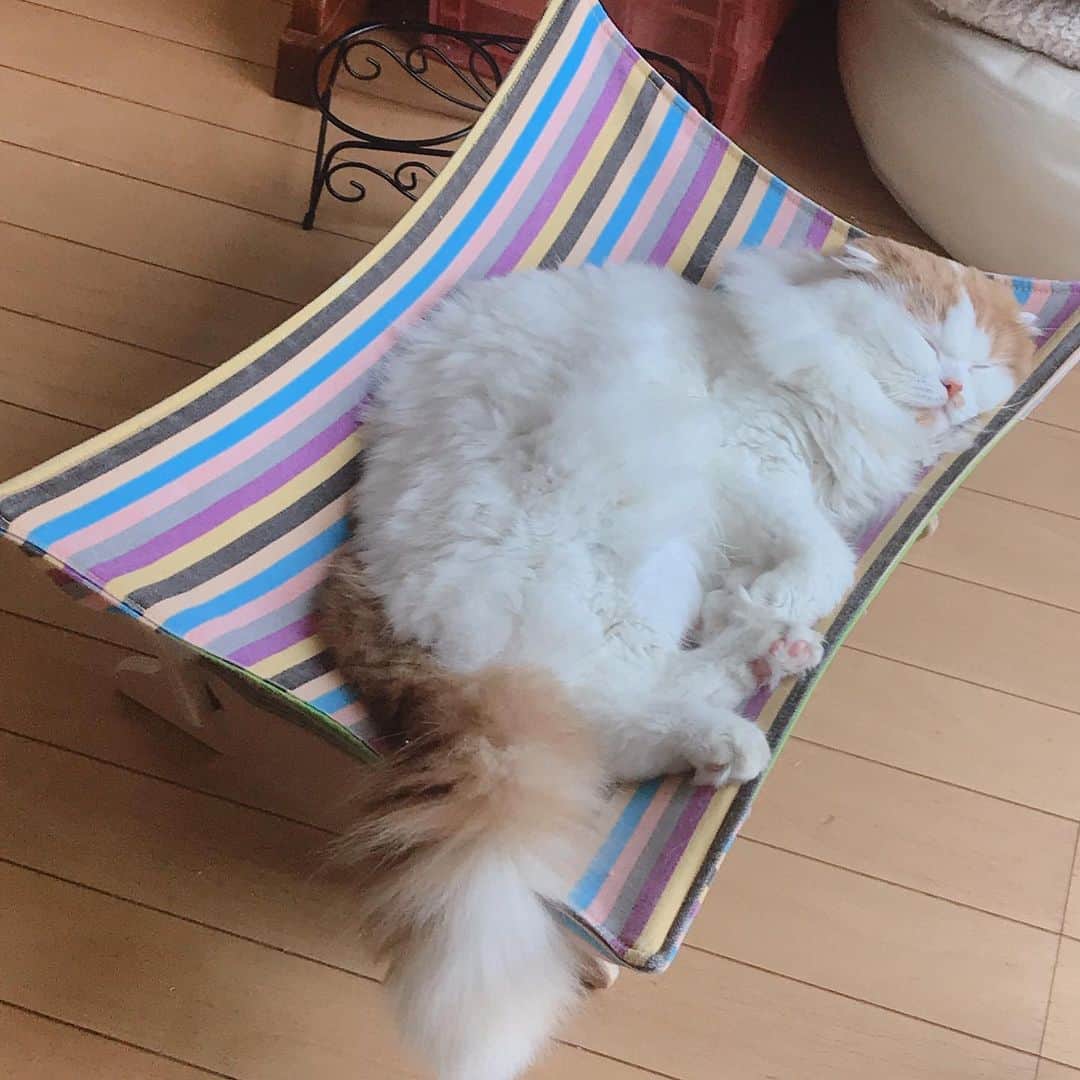 gammy08のインスタグラム：「ハンモックすやすや猫  今こんなすやすや顔してますが、1週間くらい前に凶暴化する事件が起きて、原因は母が無理やりお尻を洗って（長々と）そのあと扇風機を向けて乾かしていたら我慢の限界に到達し、母を劇噛みして、わたしも噛まれました。。 原因は人間が完全に悪い、、大きい扇風機、大きい音、、相当怖かったんだな、かわいそうに。 だけど本当にいつもの顔じゃなくてわたしも怖いと思ってしまった😭 獣医さんにも相談して、猫は怖かったこと覚えてるらしいから何かのタイミングでまた思い出したら、ワァー！ってなるかもしれない。治るのには時間がかかるかもと言われました。 もう母にも無理やり洗うようなことは絶対させません、気長に行こうねつくもちゃん☺️」