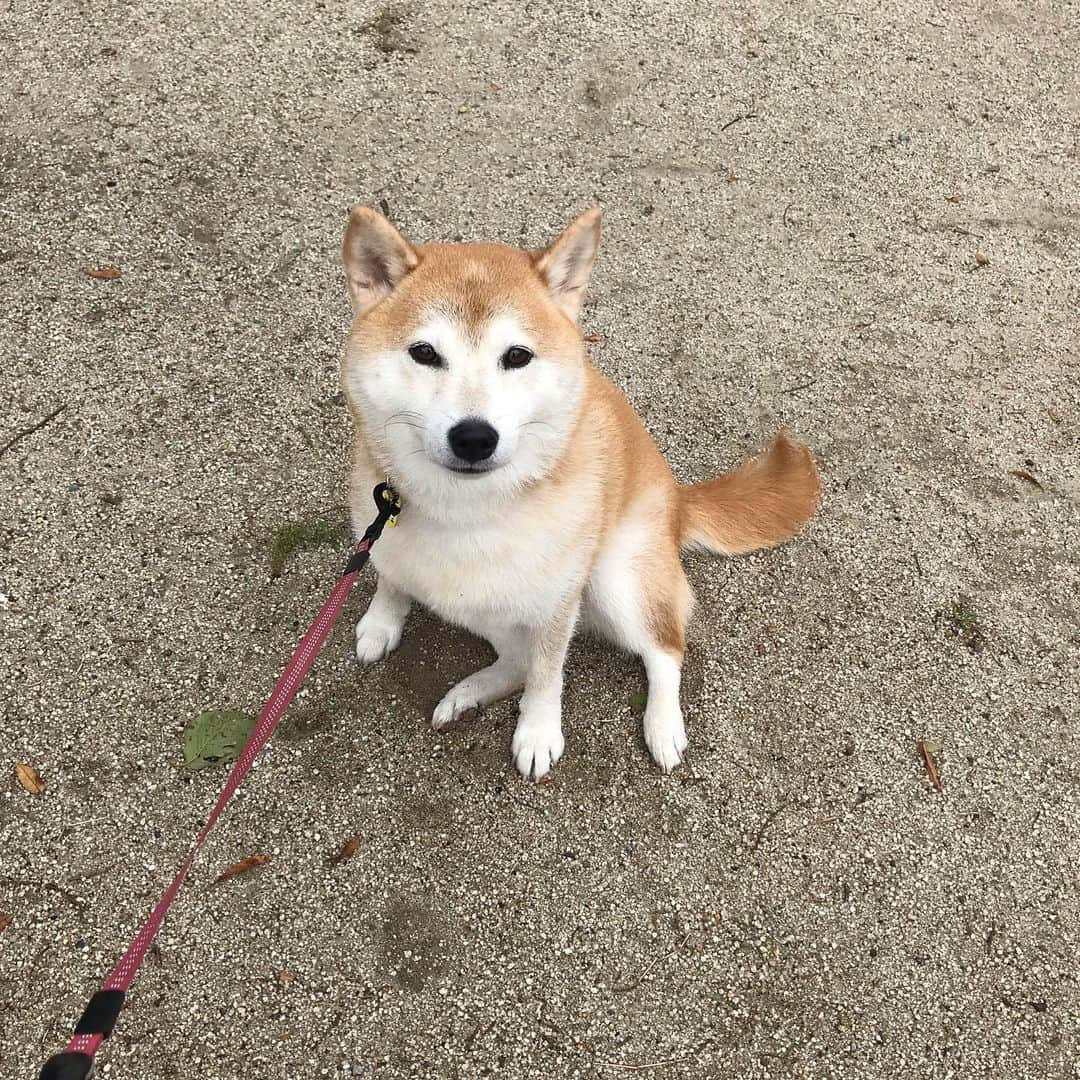 柴犬のモモさんのインスタグラム写真 - (柴犬のモモInstagram)「おはようございます。公園にいる犬は可愛い(真理) #いぬ #イヌ #犬 #柴犬 #赤柴 #日本犬 #犬バカ部 #ふわもこ部 #いぬら部 #癒しわんこ #柴犬マニア #犬のいる暮らし #口角キュキュッと部 #shiba #shibainu #shibadog #dogstagram #dogsofinstagram #shibastagram #shibasofinstagram #shibamania #inu #instadog #toyota_dog」10月14日 8時53分 - shi_ba_i_nu_momo