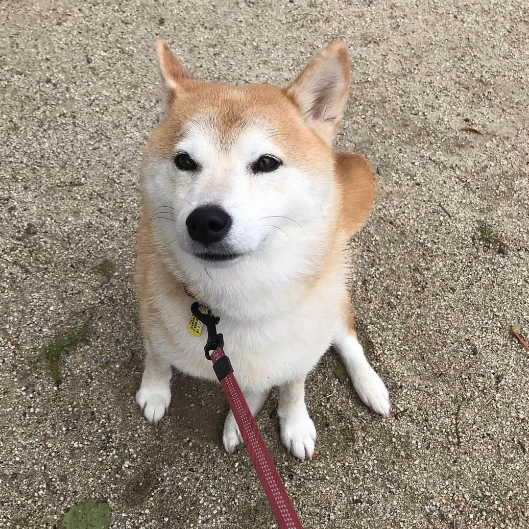 柴犬のモモさんのインスタグラム写真 - (柴犬のモモInstagram)「おはようございます。公園にいる犬は可愛い(真理) #いぬ #イヌ #犬 #柴犬 #赤柴 #日本犬 #犬バカ部 #ふわもこ部 #いぬら部 #癒しわんこ #柴犬マニア #犬のいる暮らし #口角キュキュッと部 #shiba #shibainu #shibadog #dogstagram #dogsofinstagram #shibastagram #shibasofinstagram #shibamania #inu #instadog #toyota_dog」10月14日 8時53分 - shi_ba_i_nu_momo