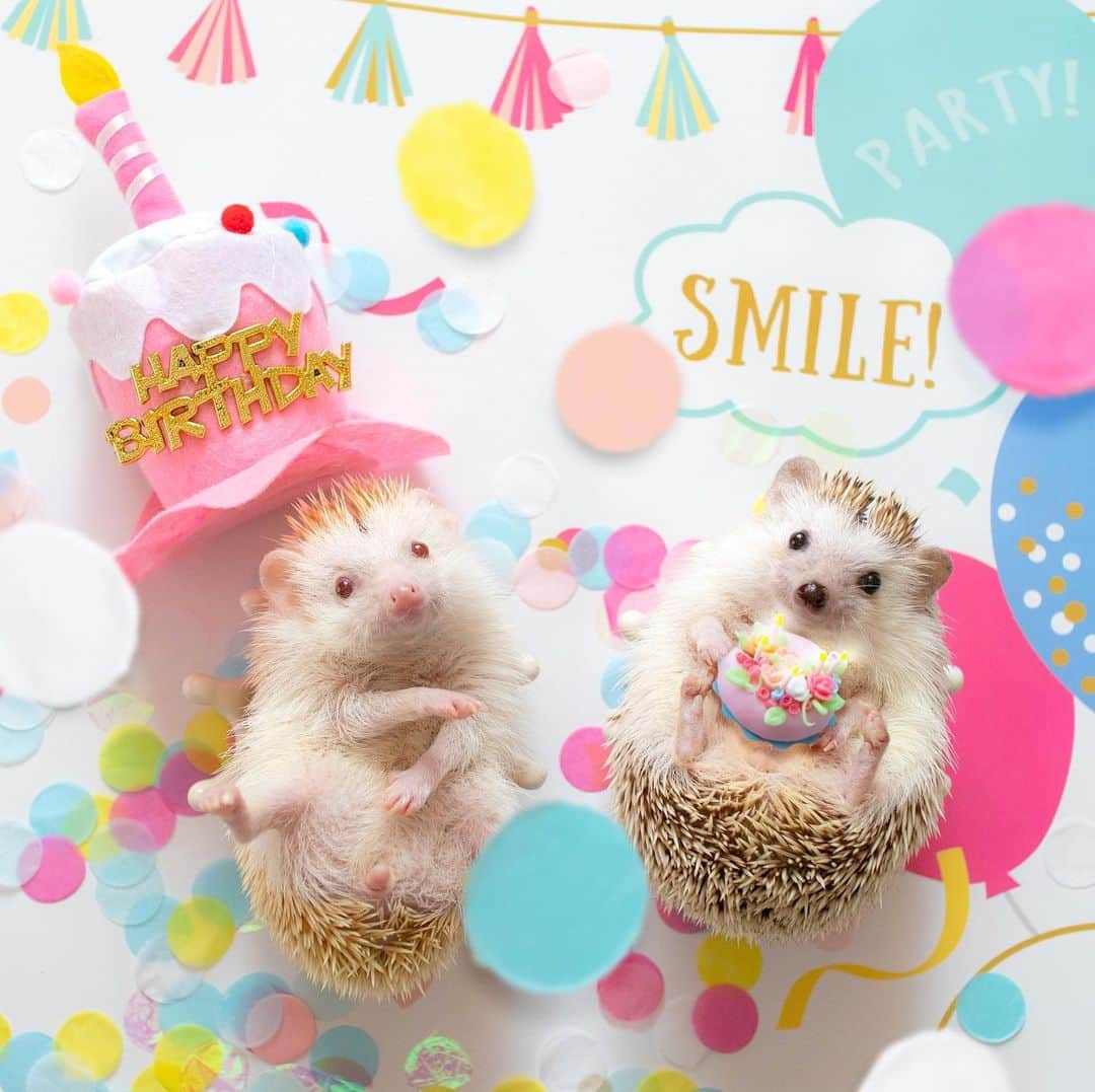 ダーシーさんのインスタグラム写真 - (ダーシーInstagram)「Today is my friend Kintarou’s 5th birthday🦔🎉🎂✨ ・ ・ ・ @lalune1022 さんちの金ちゃんが10/14で5歳になるのでお祝い撮影してきました🎂 ケーキは @mocootti さんから🙏🏻✨ 4枚目はお祝いに駆けつけたセーラーみりちゃん @gachakonchaman 🌙✨🤣 華麗なダッシュでお祝いしてくれた @hedgehog_ginji さんちの銀二くんの動画はまた後日😉 ・ 最近周りで5歳になるハリちゃんが増えてきてとても嬉しいです✨ みんな長生きしてね〜🦔😊✨」10月14日 0時01分 - darcytheflyinghedgehog