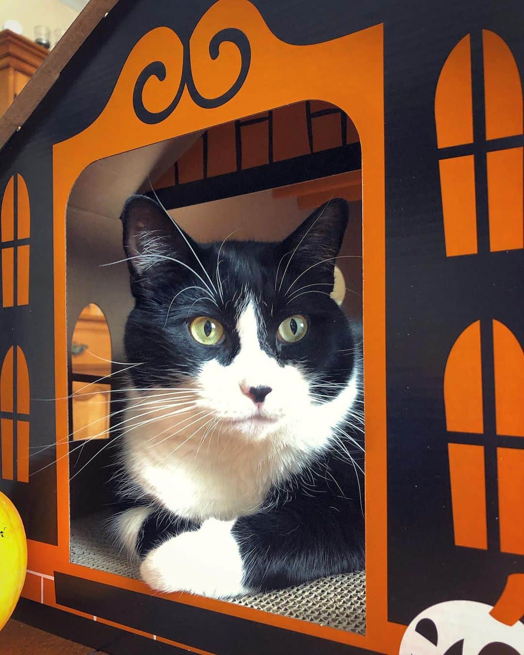 Tuxedo Cat Brosのインスタグラム：「It’s time to break out your glue guns and get to work, kids! This spooky house #needsmoretackyhalloween2019! Head on over to @ridleythetuxedo’s profile to learn how to enter the contest!」