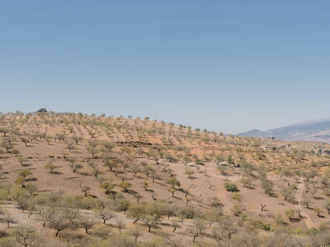 National Geographic Travelさんのインスタグラム写真 - (National Geographic TravelInstagram)「Photo by @kevinfaingnaert | Almond trees cover a hill near Granada in the Sierra Nevada, Spain’s largest national park. #spain #sierranevada」10月14日 1時07分 - natgeotravel