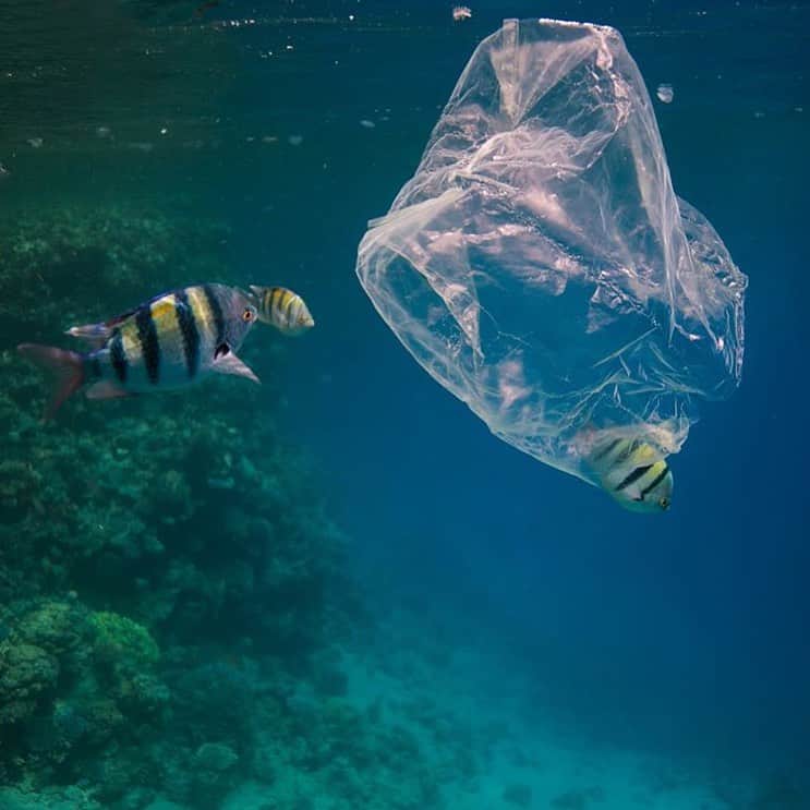 レオナルド・ディカプリオさんのインスタグラム写真 - (レオナルド・ディカプリオInstagram)「#Regram #RG @oceana:  A garbage truck's-worth of plastic ends up in the ocean every minute. That's an estimated 17.6 BILLION pounds of plastic leaking into the marine environment from land-based sources each year. . How do you reduce your use of plastics? From straws to bags to disposable razors, there are many single-use plastic products we can skip. But we need more plastic-free alternatives. .  Let us know what plastic products you've given up in the comments below and learn more about how you can #BreakFreeFromPlastic by visiting OCEANA.ORG/PLASTICS . 📸: Fedorova Nataliia」10月14日 1時59分 - leonardodicaprio
