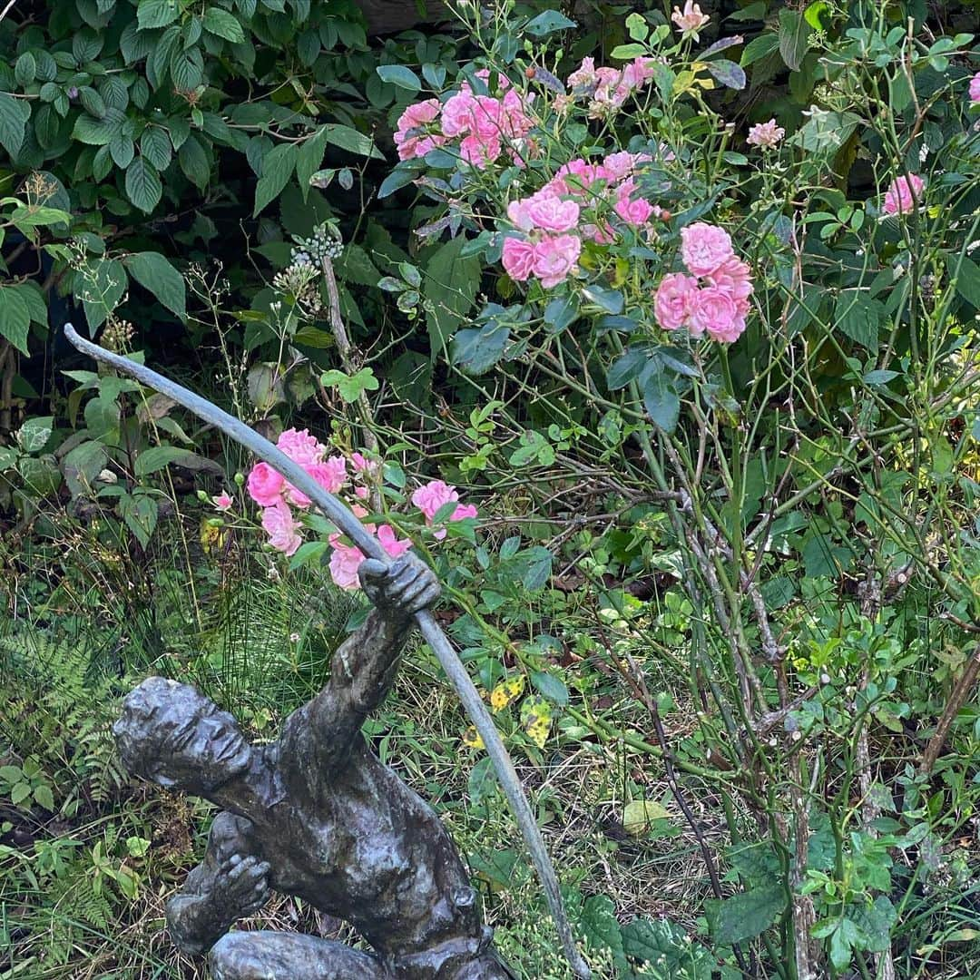 ブルース・ウェーバーさんのインスタグラム写真 - (ブルース・ウェーバーInstagram)「Fall Rose Garden in Montauk」10月14日 2時11分 - bruce_weber