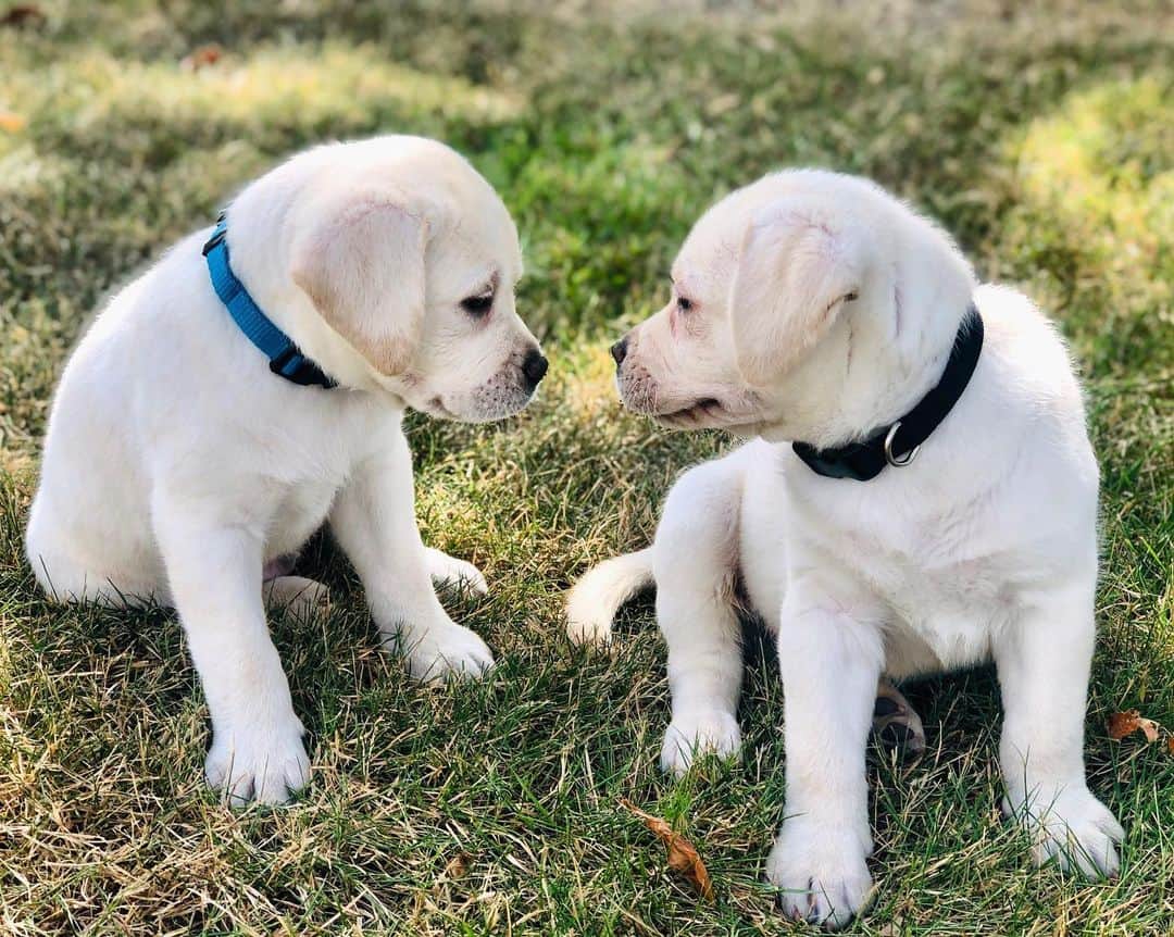 Huckのインスタグラム：「Brotherly love 💙🐾 . . . . . . . #talesofalab #thelablove_feature #fab_labs_ #labrador_class #labsofinstagram #talesofalabpuppy #yellowlabs #labs_of_insta #labradorretriever」