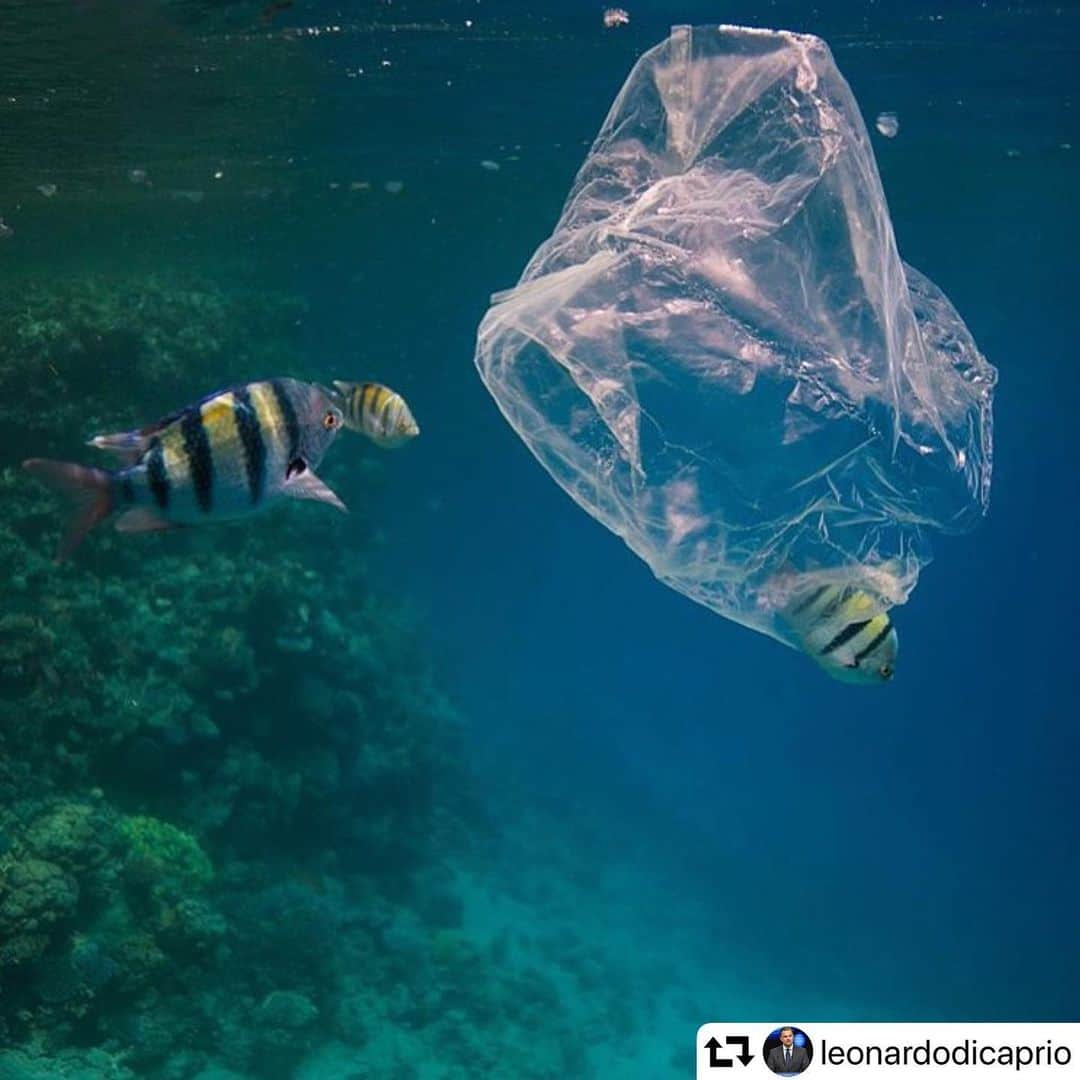 エレン・デジェネレスさんのインスタグラム写真 - (エレン・デジェネレスInstagram)「#repost @leonardodicaprio ・・・ #Regram #RG @oceana:  A garbage truck's-worth of plastic ends up in the ocean every minute. That's an estimated 17.6 BILLION pounds of plastic leaking into the marine environment from land-based sources each year. . How do you reduce your use of plastics? From straws to bags to disposable razors, there are many single-use plastic products we can skip. But we need more plastic-free alternatives. .  Let us know what plastic products you've given up in the comments below and learn more about how you can #BreakFreeFromPlastic by visiting OCEANA.ORG/PLASTICS . 📸: Fedorova Nataliia」10月14日 4時17分 - ellendegeneres