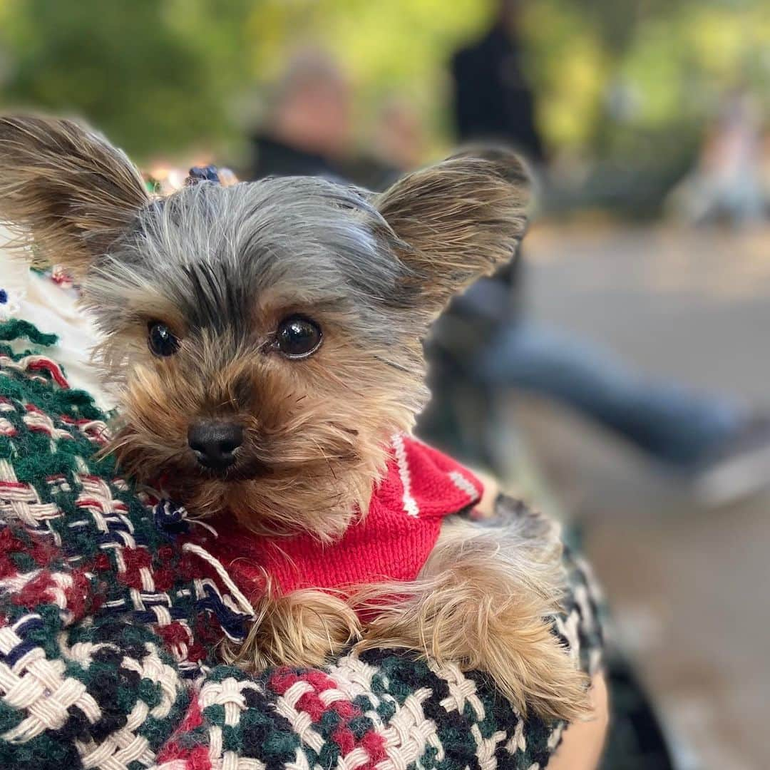 ソ・ミンジョンさんのインスタグラム写真 - (ソ・ミンジョンInstagram)「일요일 오후 센트럴파크 🌿🌱우리 강아지 진져🐶공원가는게 너무 조아요 💕💕아까 어떤분들이 너무 요리스타그램 같다고🤣🤣 뉴욕풍경도 올려달라고 하셔서 올려봅니다 🙈🙈🍀🍀😝😝💕」10月14日 4時49分 - minjung_suh_